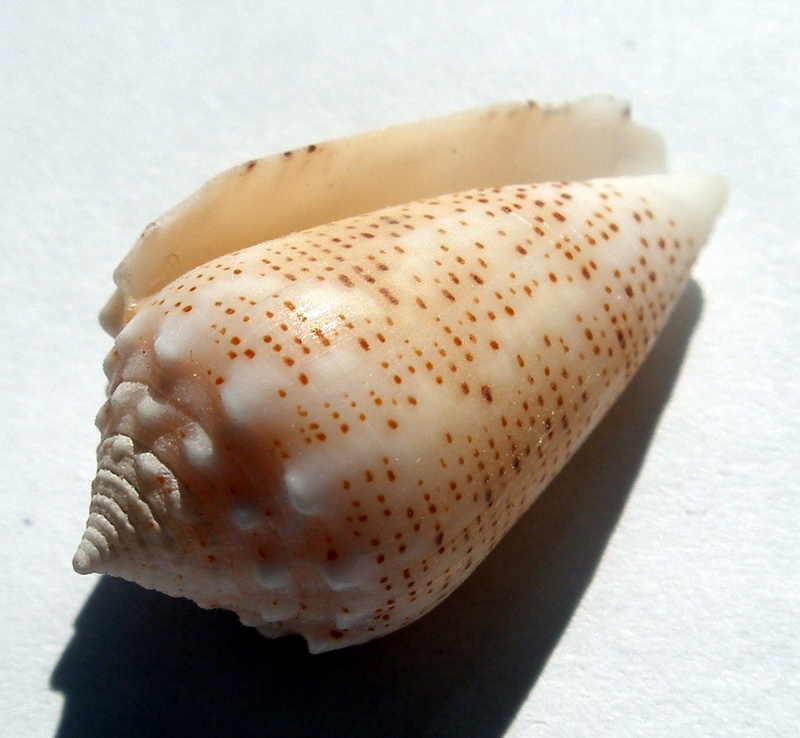 Моллюски корень. Conus arenatus. Конус Магус моллюск. Брюхоногий моллюск конус. Епископская Митра моллюск.