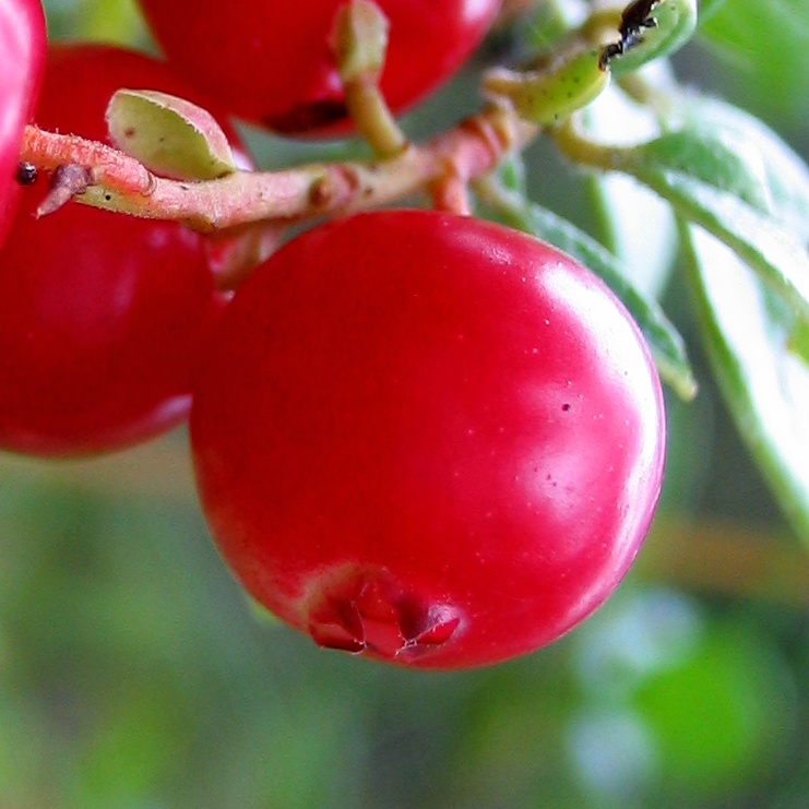 Красные ягоды виды. Cowberry брусника. Красная круглая ягода. Красная ягода с косточкой. Маленькие красные ягодки.