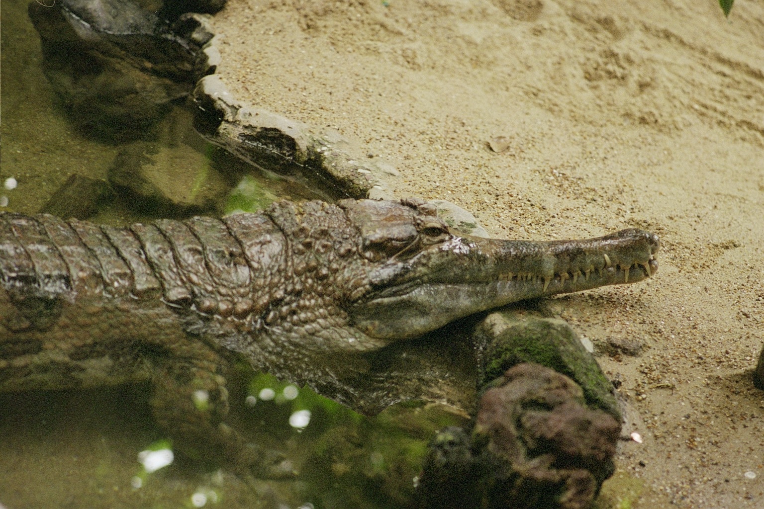 Африканский узкорылый крокодил | это... Что такое Африканский узкорылый  крокодил?