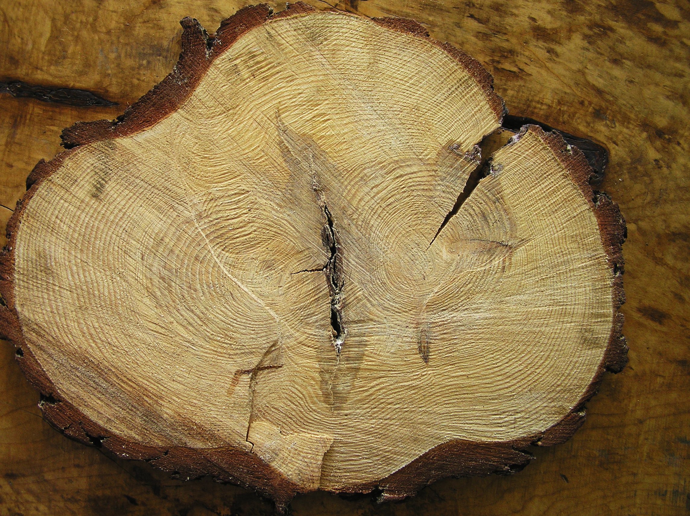 Пороки древесины сердцевина