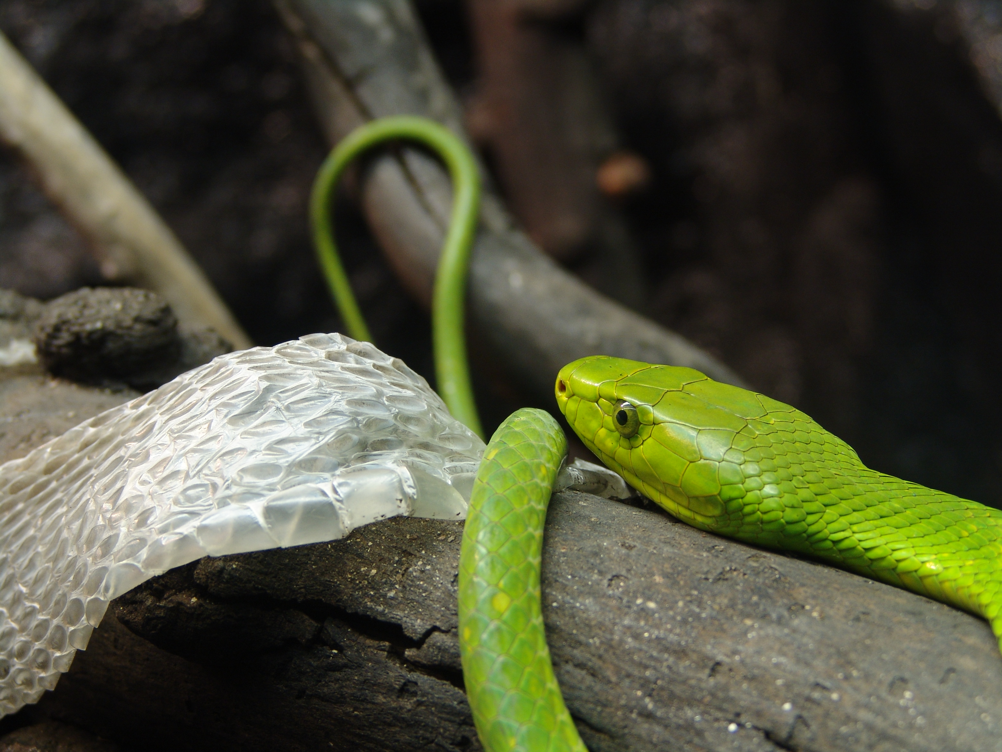 Линька пресмыкающихся. Зелёная мамба змея. Зеленая змея ядовитая мамба. Узкоголовая мамба змея. Змея мамба черная и зеленая.