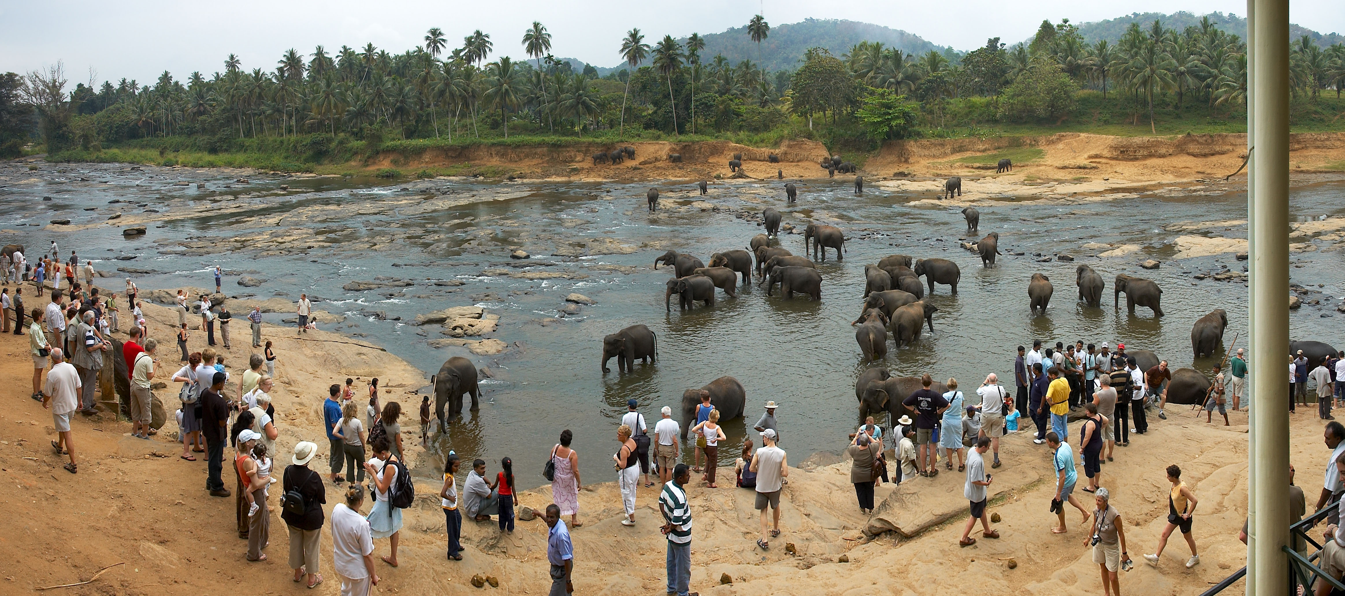 Пиннавела шри. Слоновий питомник Шри Ланка Пиннавела. Приют для слонов Пиннавела Шри-Ланка. Шри Ланка приют Пиннавела. Шри Ланка питомник слонов.