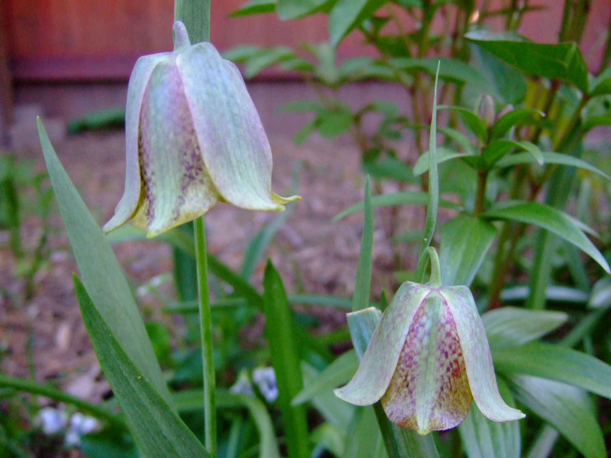Рябчик Давида — Fritillaria davidii