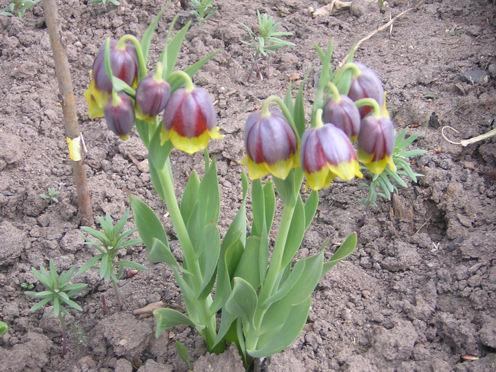http://dic.academic.ru/pictures/wiki/files/70/Fritillaria_michailovskyi1.JPG