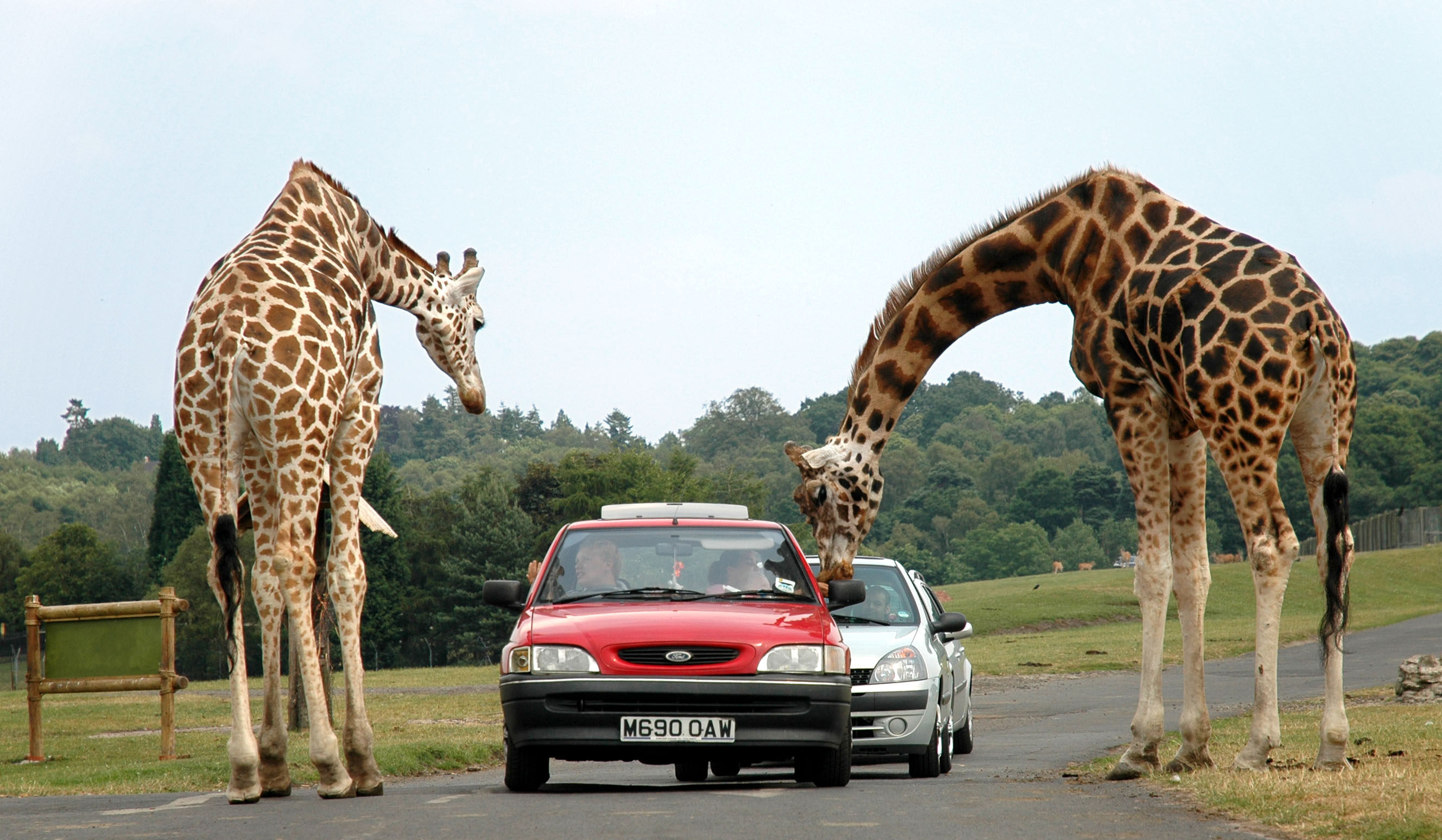 Развлечение в мире животных. Safari Park West Midlands. Сафари парк Дубай. Жираф и человек. Фото жирафа.