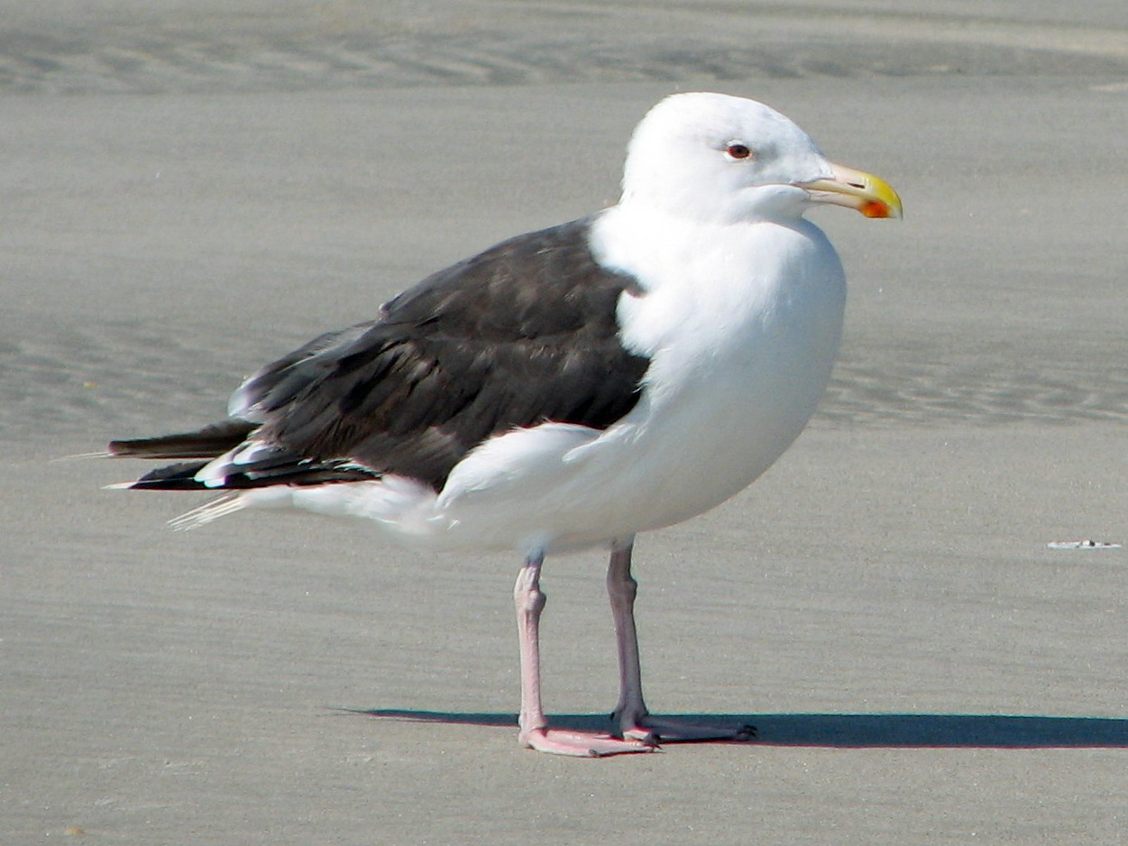 Морская Чайка Larus Marinus great Black-backed Gull