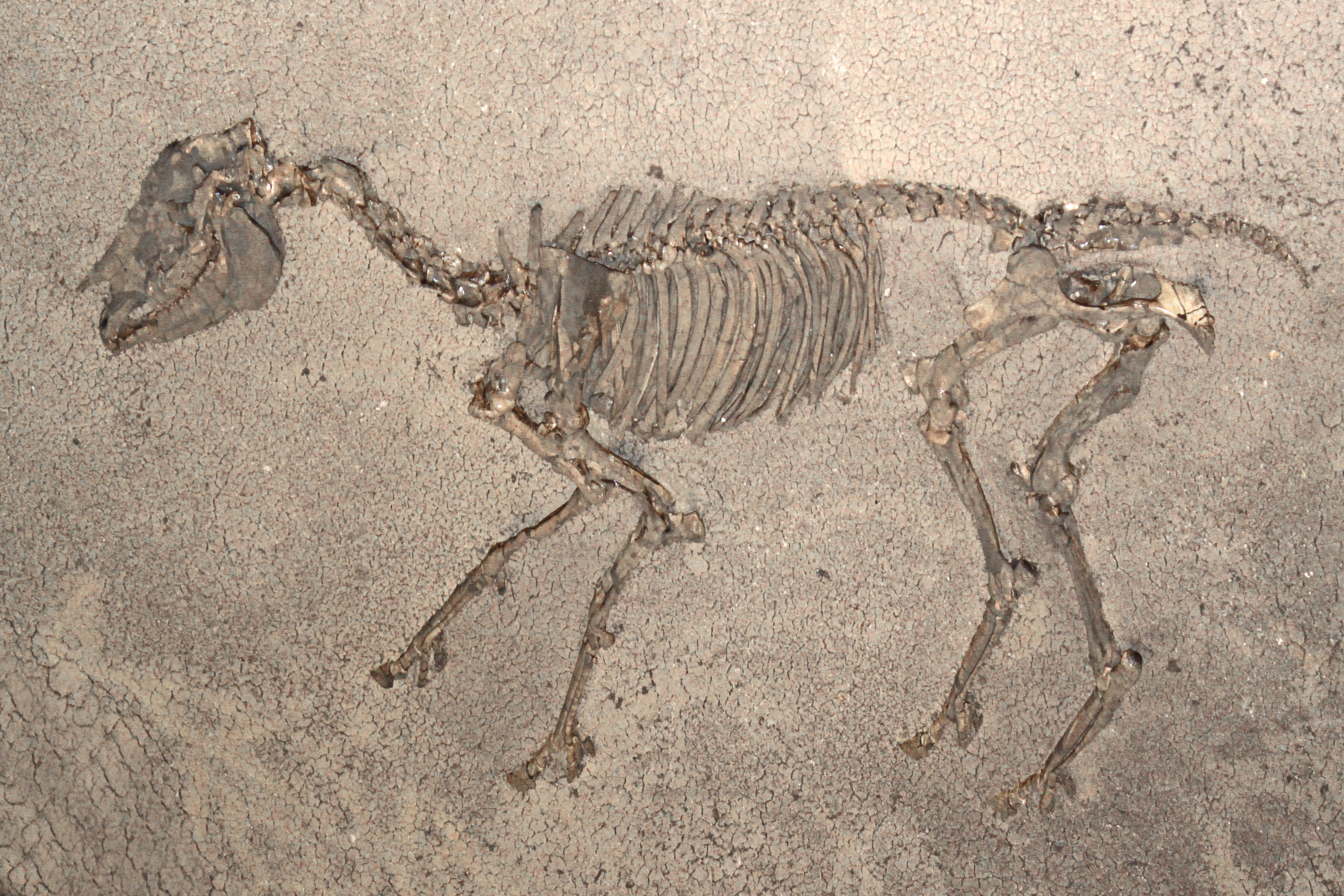 Исследование ископаемых остатков вымерших животных лабораторная работа