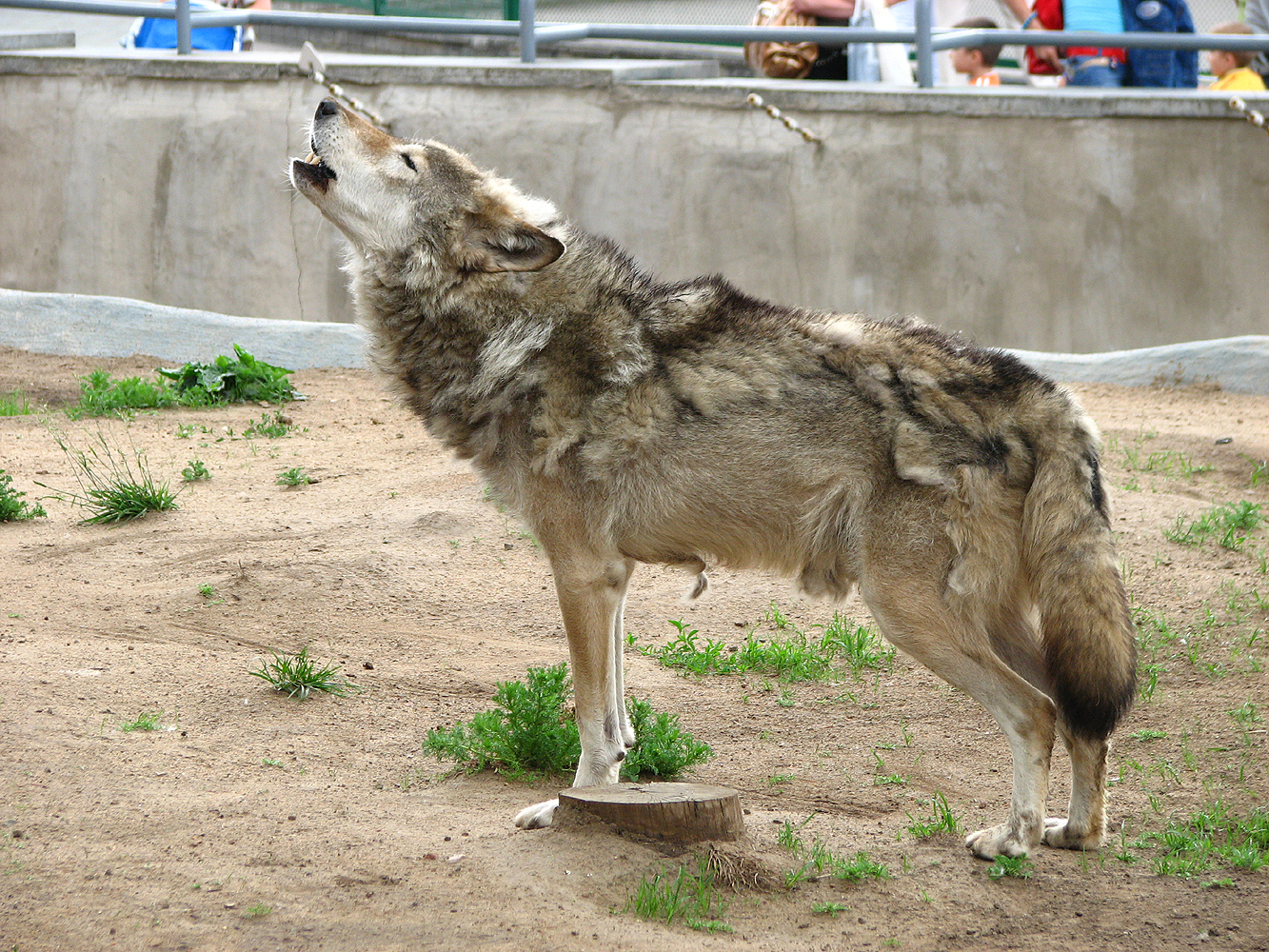 Реферат: Волк — Canis lupus