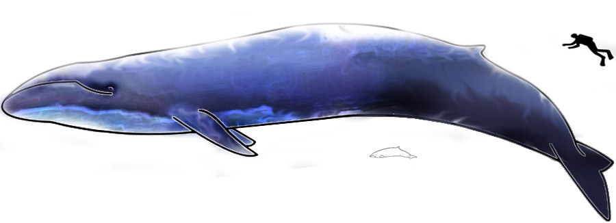 Реферат: Отряд китообразные