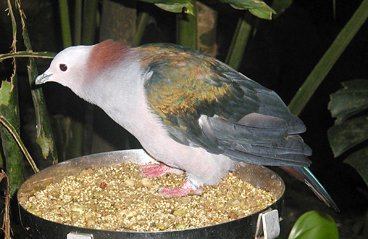 Реферат: Новозеландский плодоядный голубь