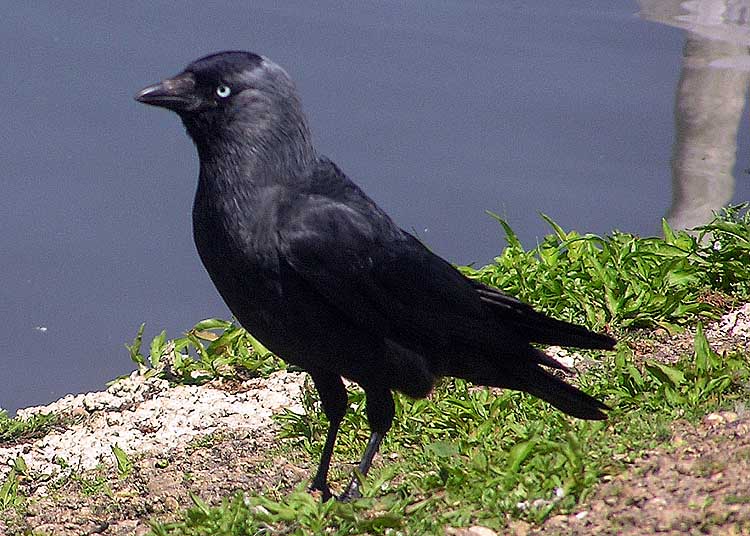 http://dic.academic.ru/pictures/wiki/files/74/Jackdaw_arp_750pix.jpg