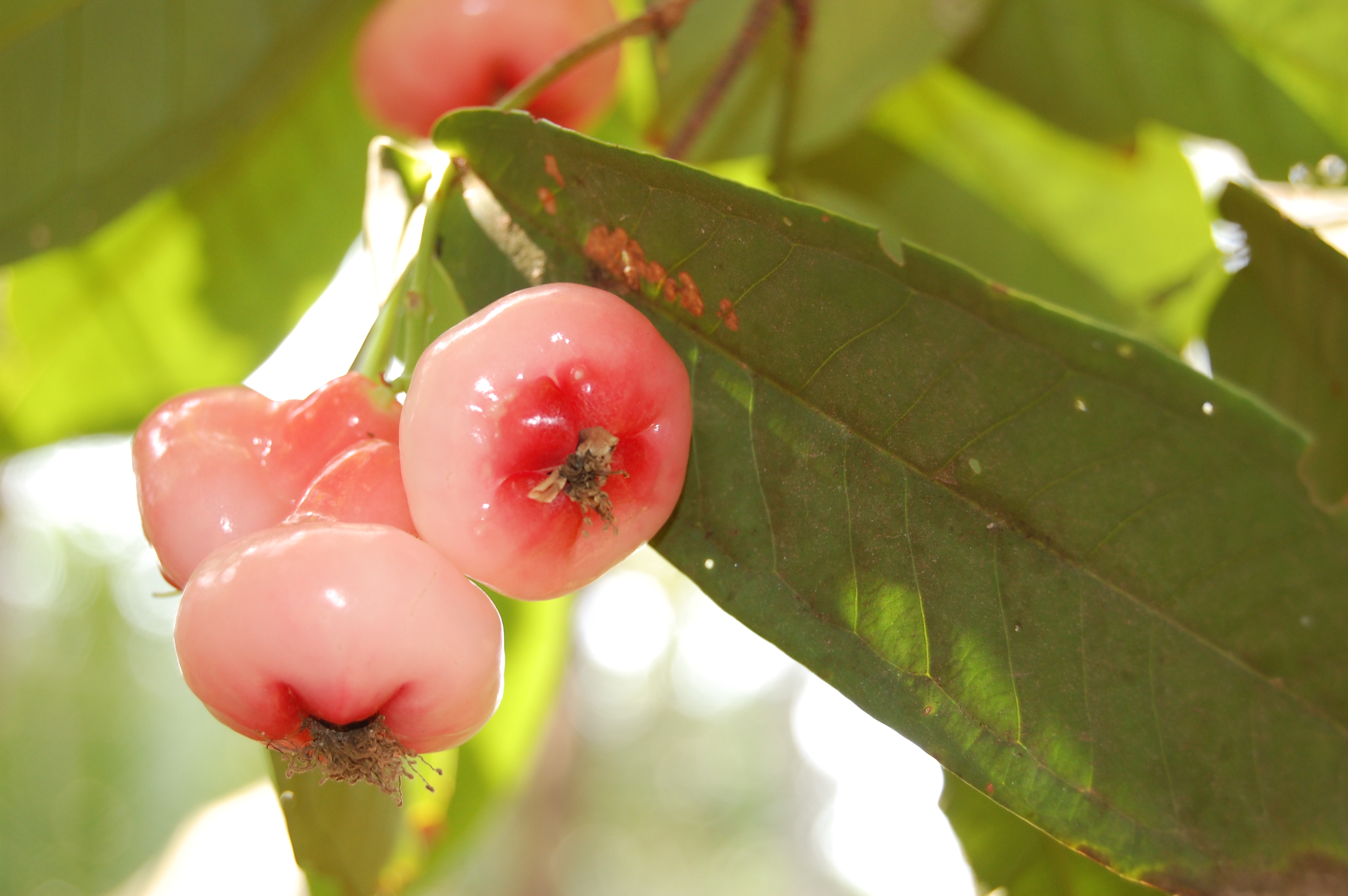 Плоды розового дерева. Syzygium Джамбу. Джамбу водяное яблоко. Сизигиум плод Ява. Розовое яблоко Чомпу.