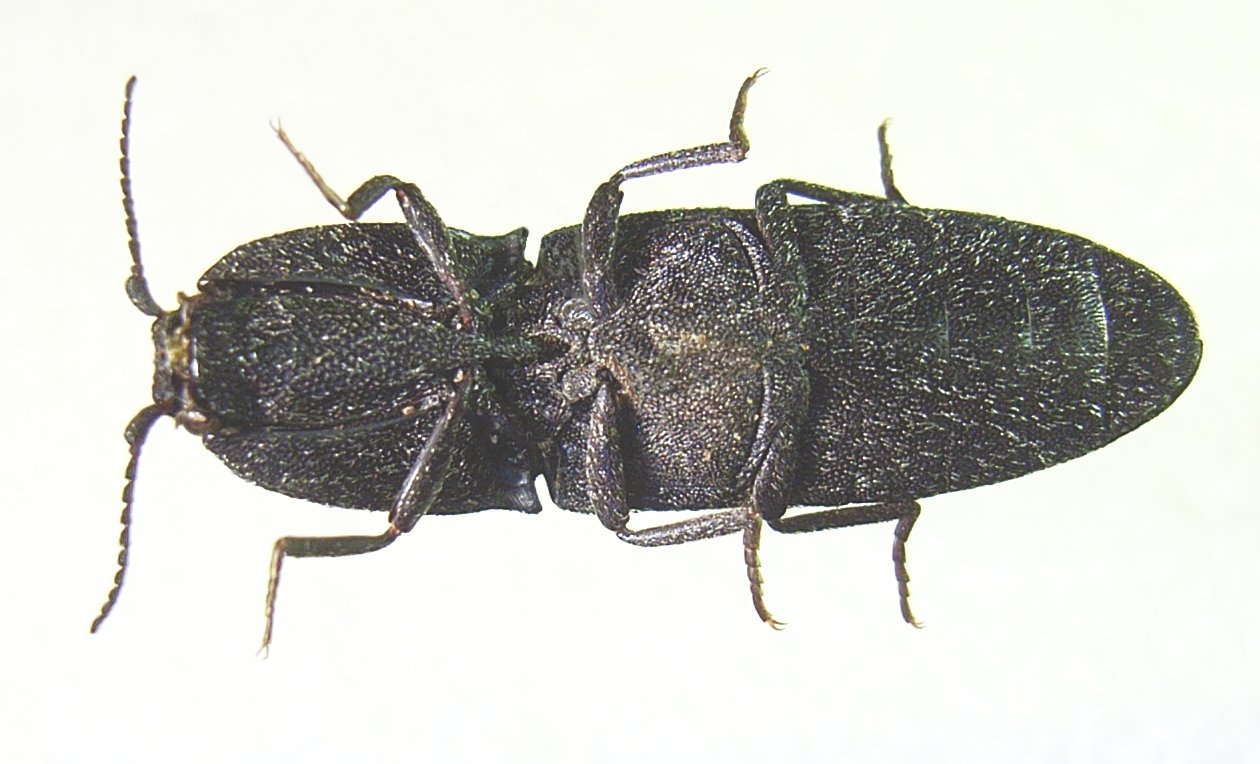 Lacon lepidopterus Panzer, 1801