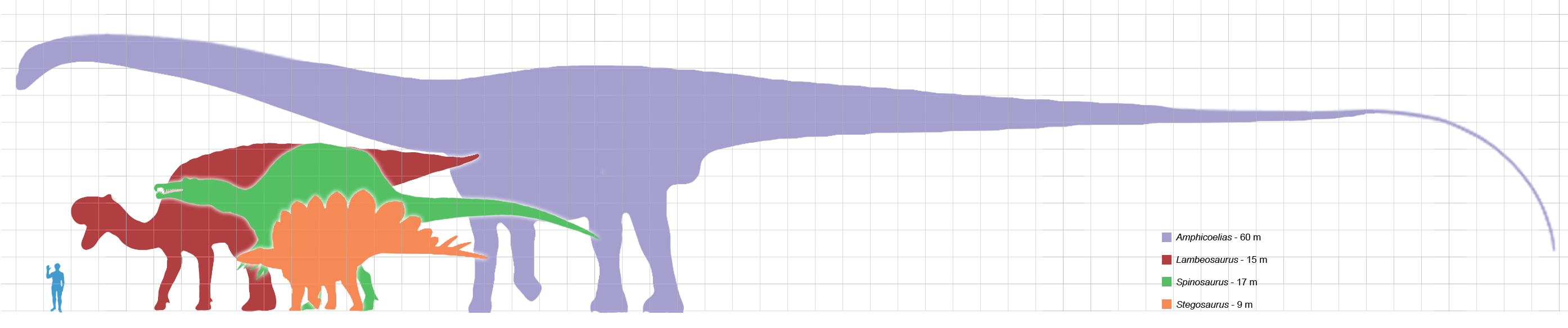 Сравнение динозавров. Диплодок динозавр сравнение. Амфицелия Тираннозавр. Зауропод амфицелий. Аргентинозавр кость.