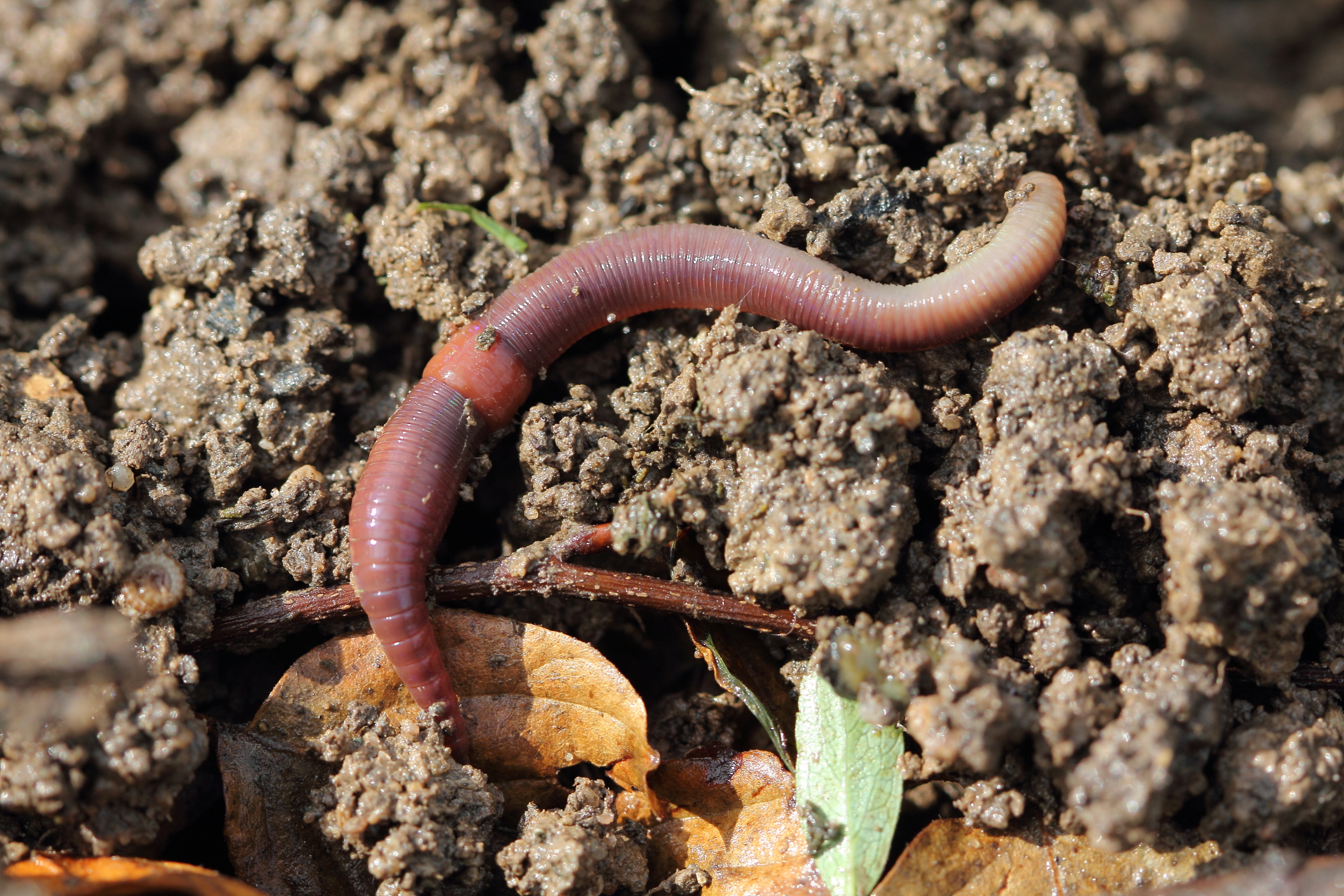 Дождевой червь это какой червь. Червь Земляной (Lumbricus terrestris). Красный червь (Lumbricus rubellus.
