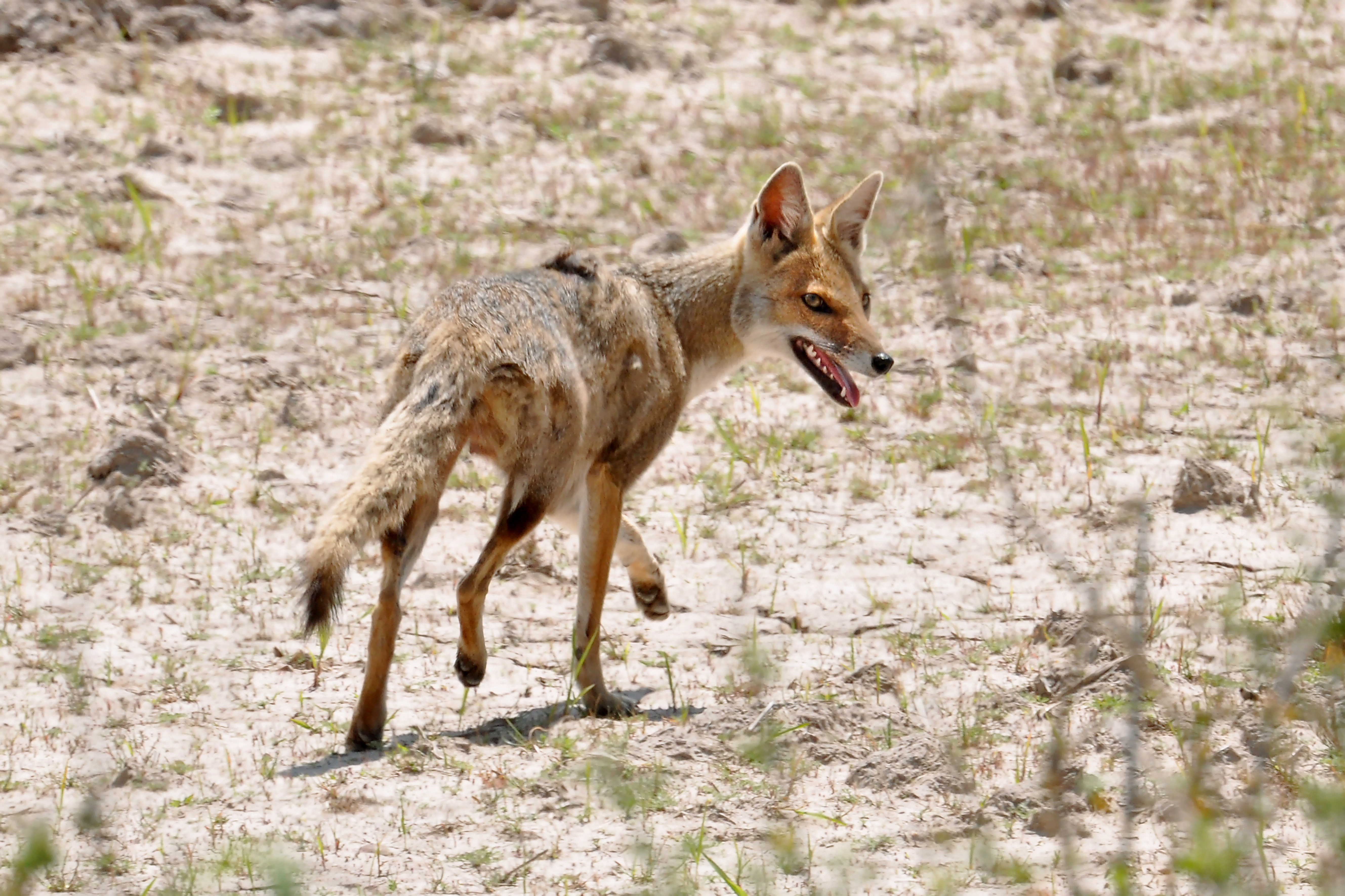 Парагвайская лисица Pseudalopex gymnocercus