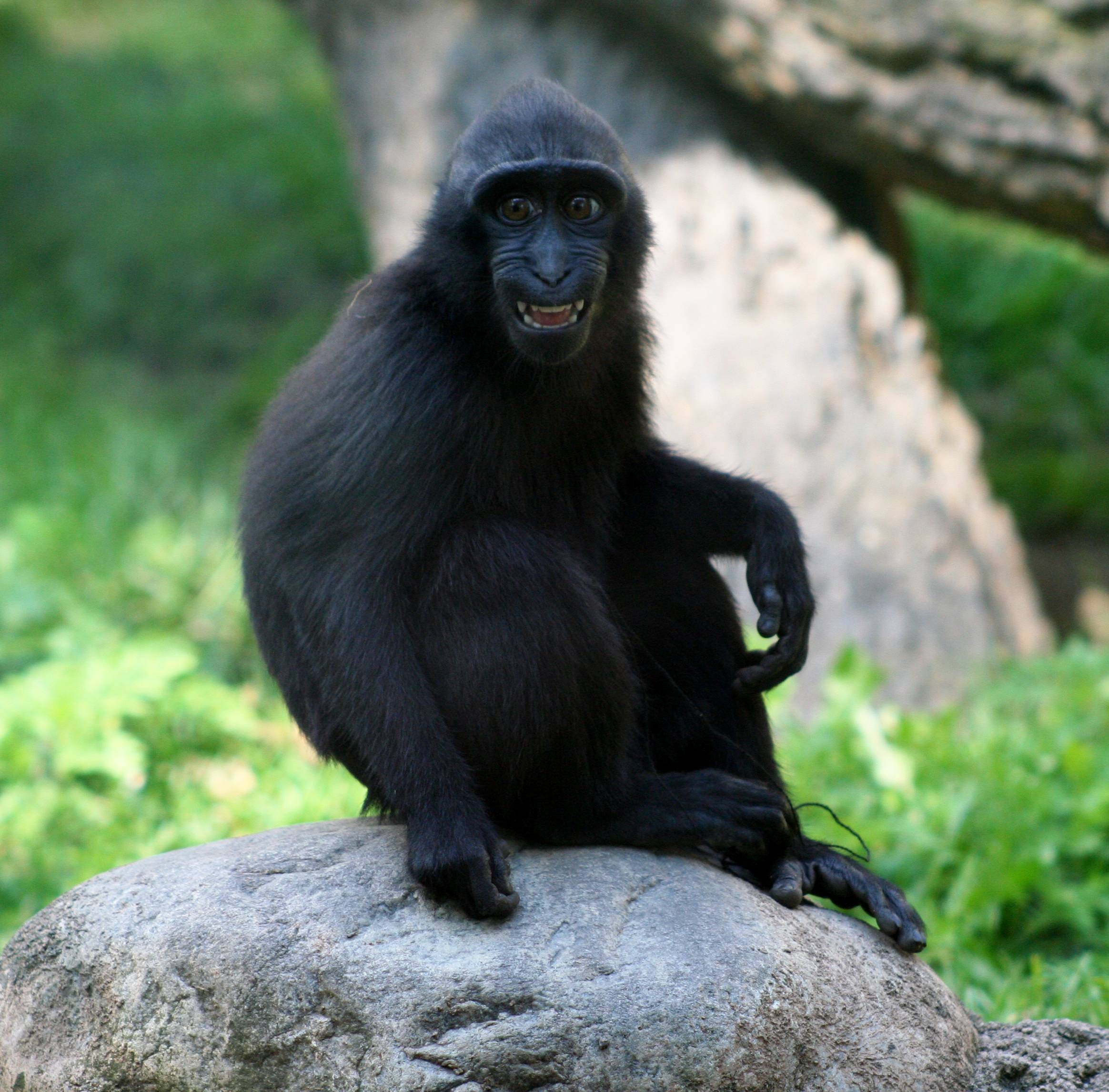 Макаки шимпанзе. Черный хохлатый павиан. Макака хохлатый павиан. Целебесский макак. Макак Нигра.