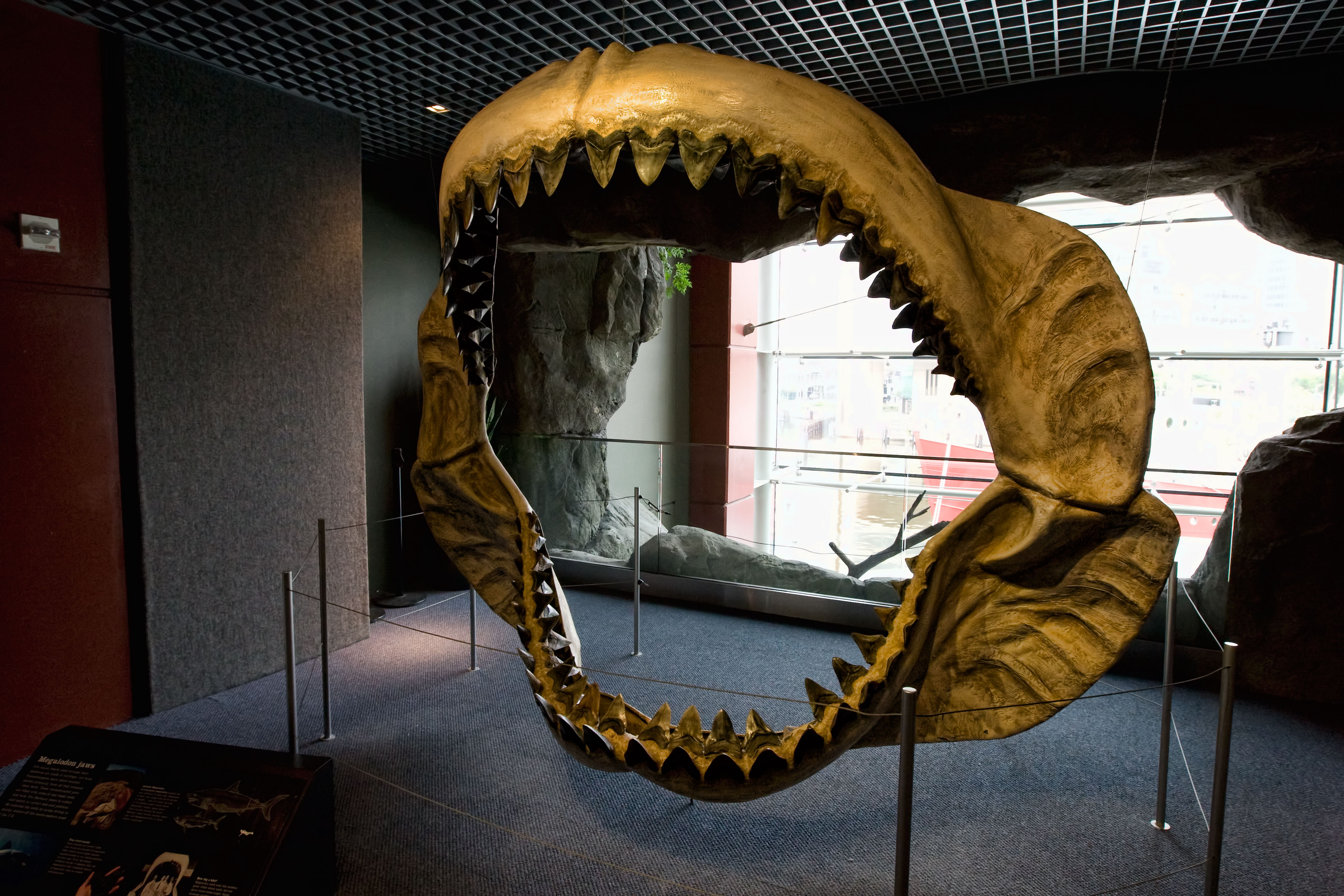 Самая большая пасть. Скелет акулы МЕГАЛОДОН. Акула МЕГАЛОДОН челюсть. МЕГАЛОДОН челюсть. МЕГАЛОДОН скелет в музее.