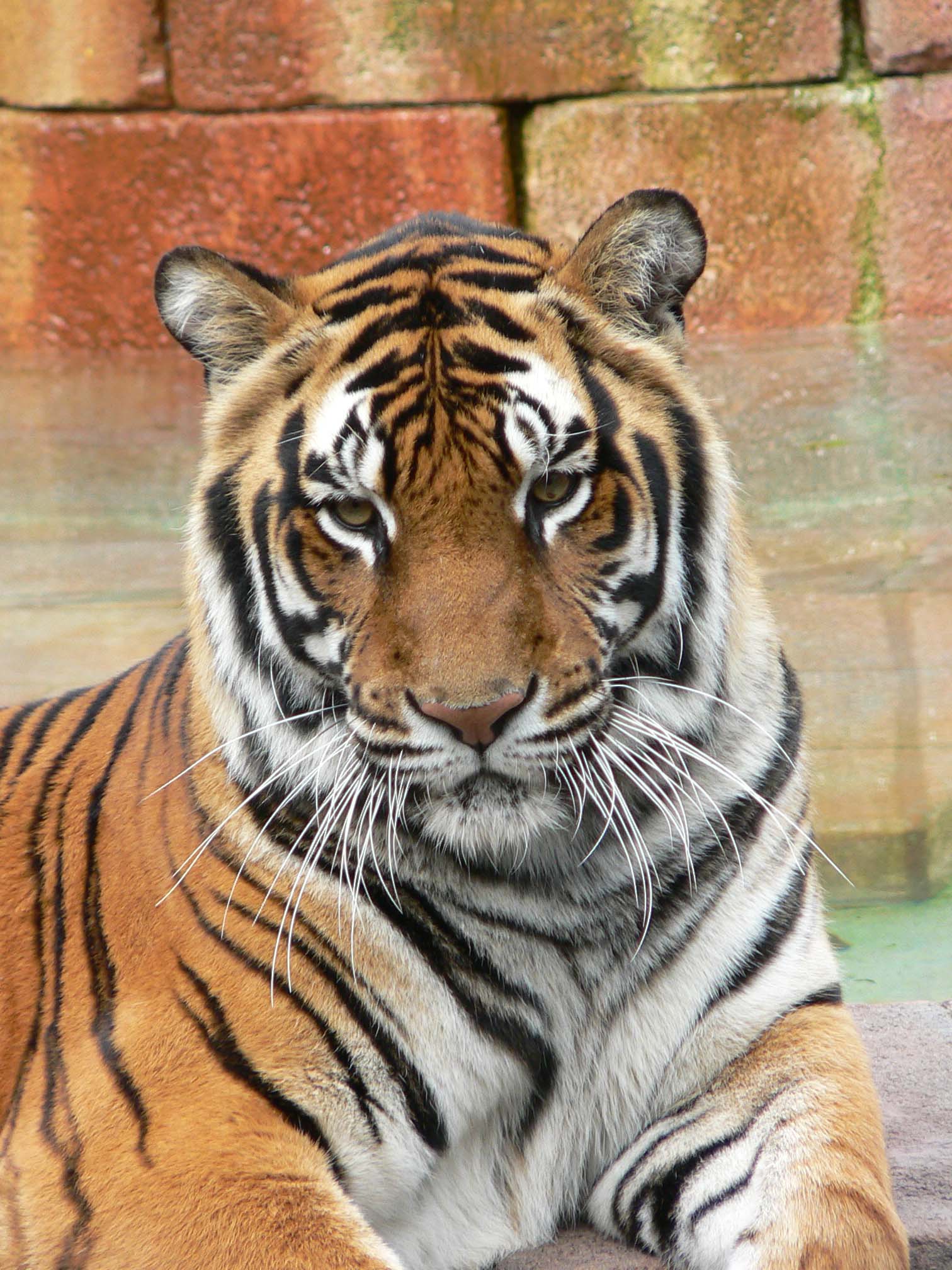 AUG | Бенгальский тигр