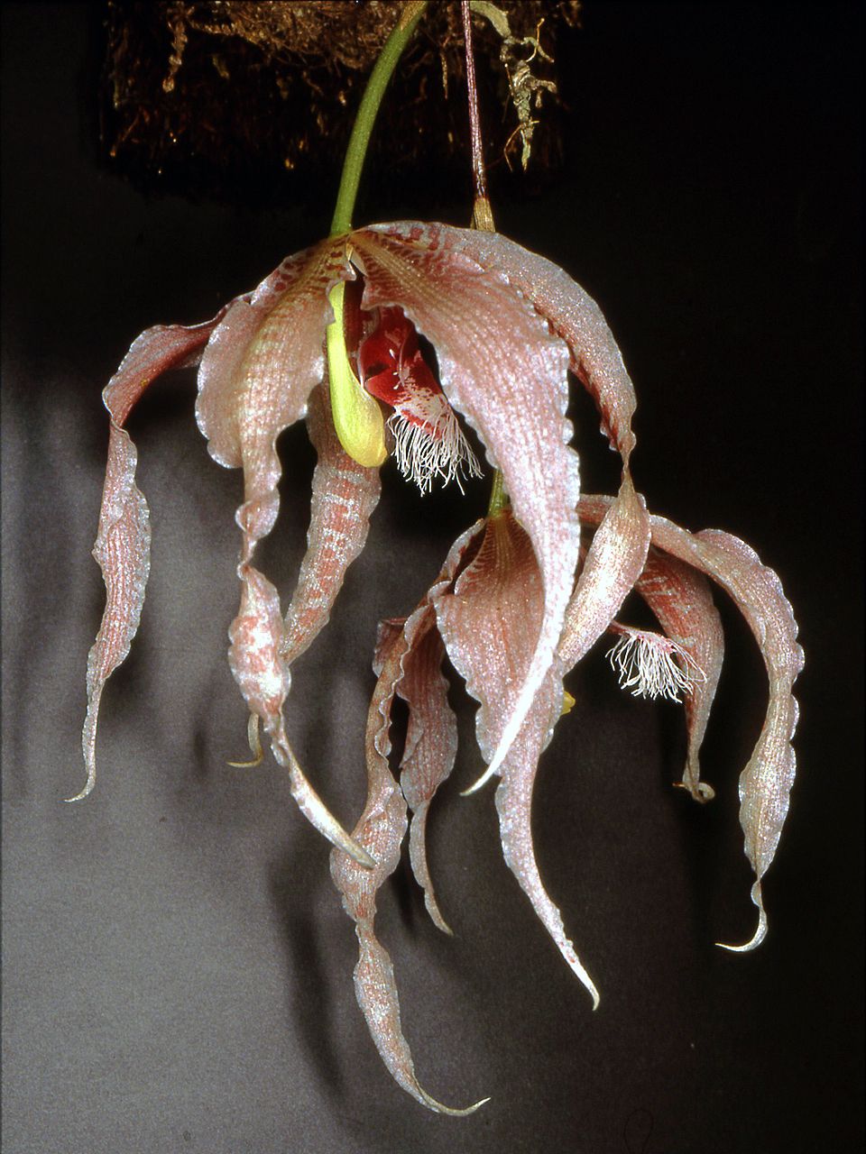 Орхидея Paphinia herrerae