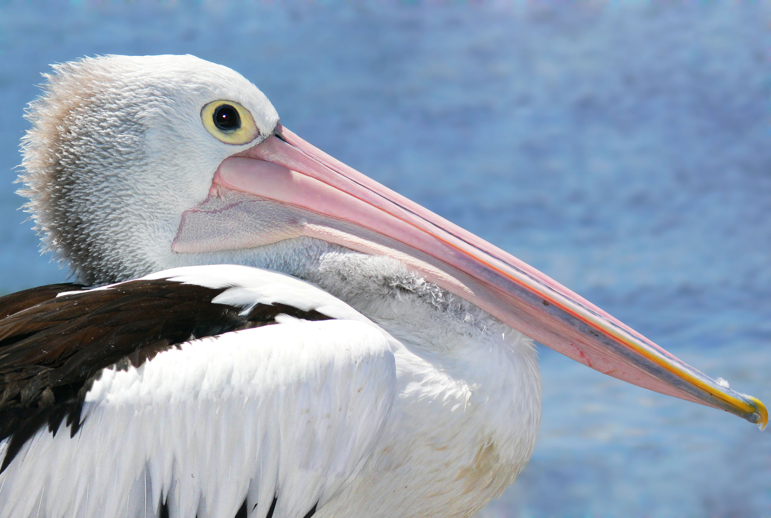 Реферат: Американский бурый пеликан