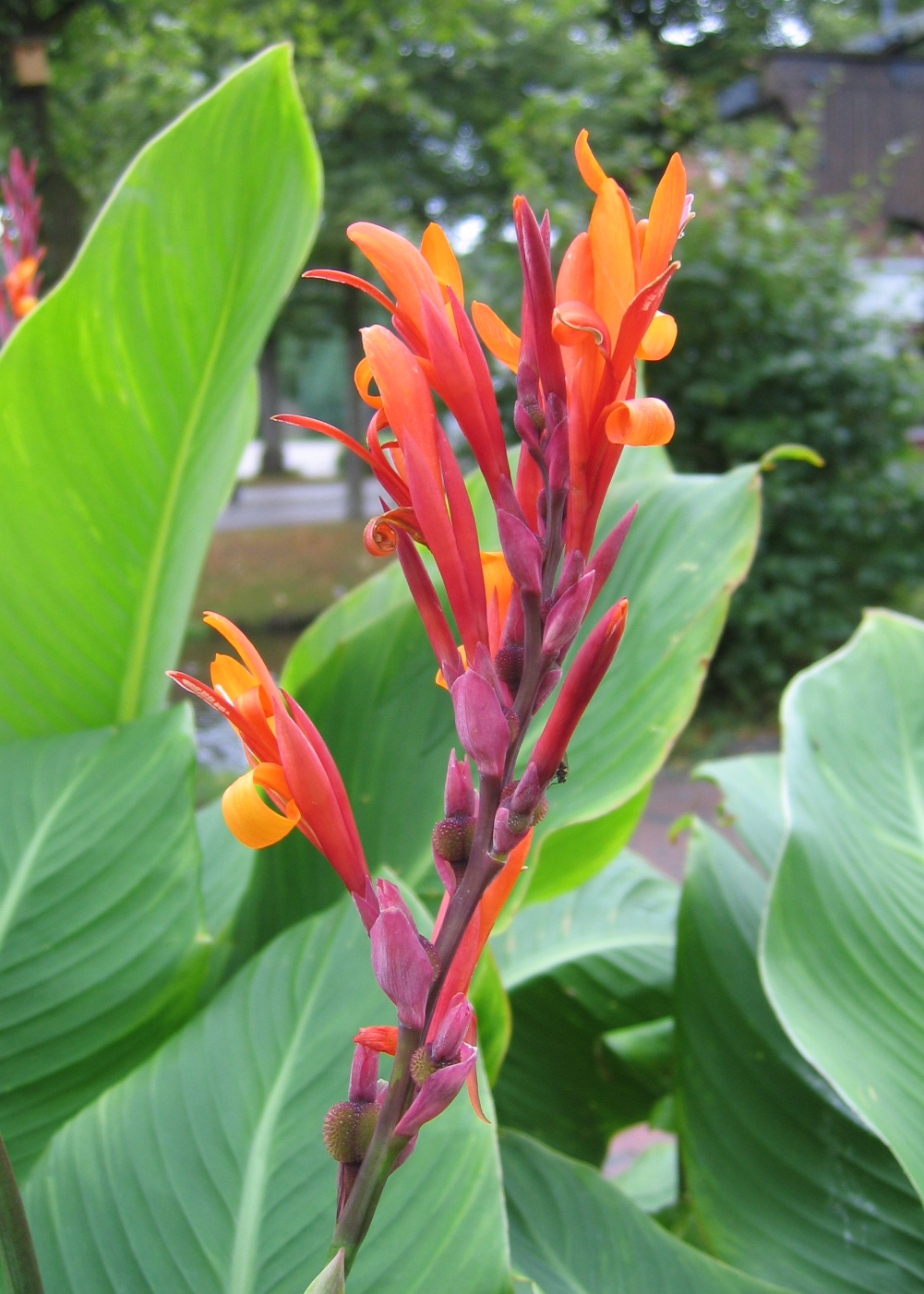 Canna Indica С†РІРµС‚РѕРє