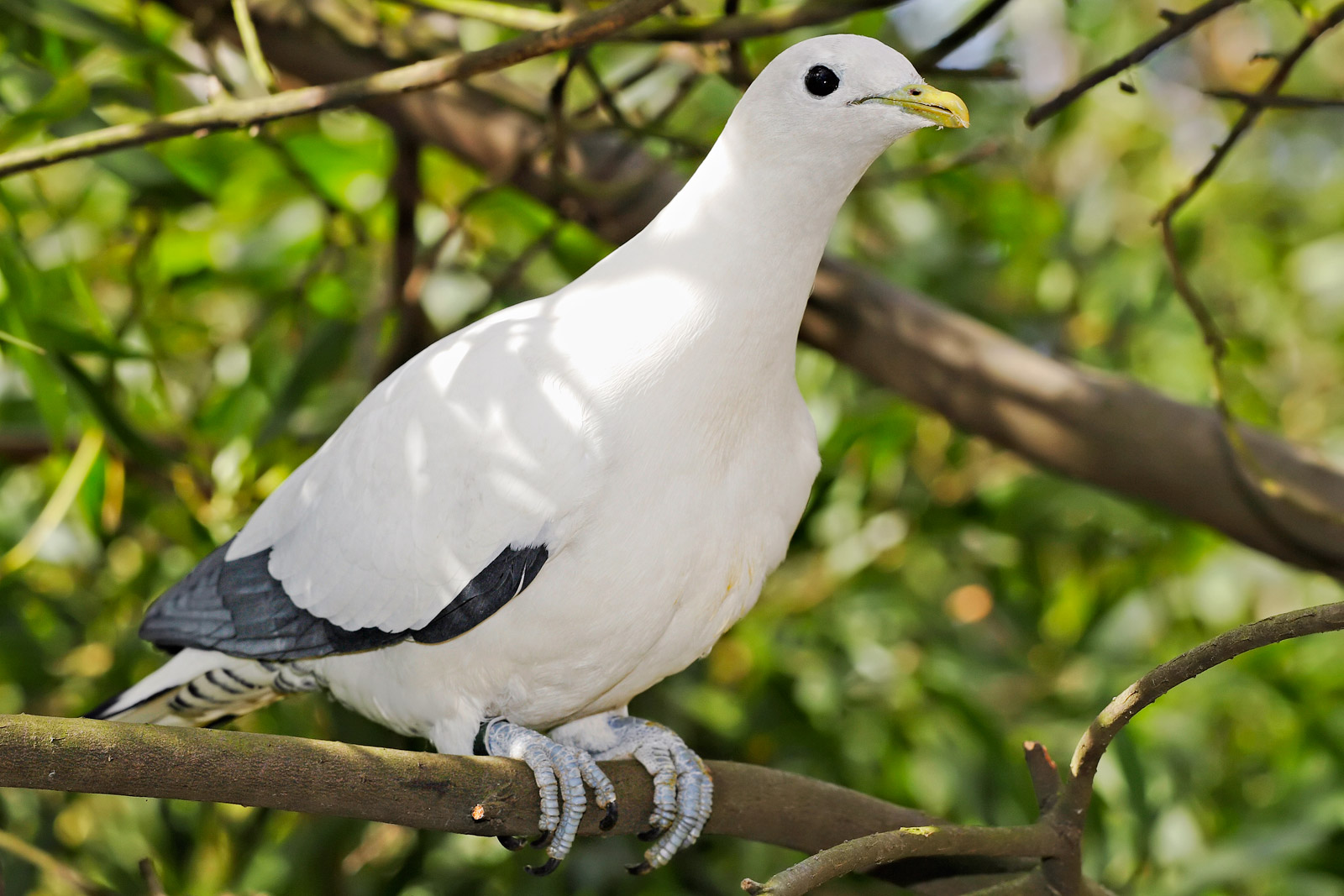 Реферат: Новозеландский плодоядный голубь