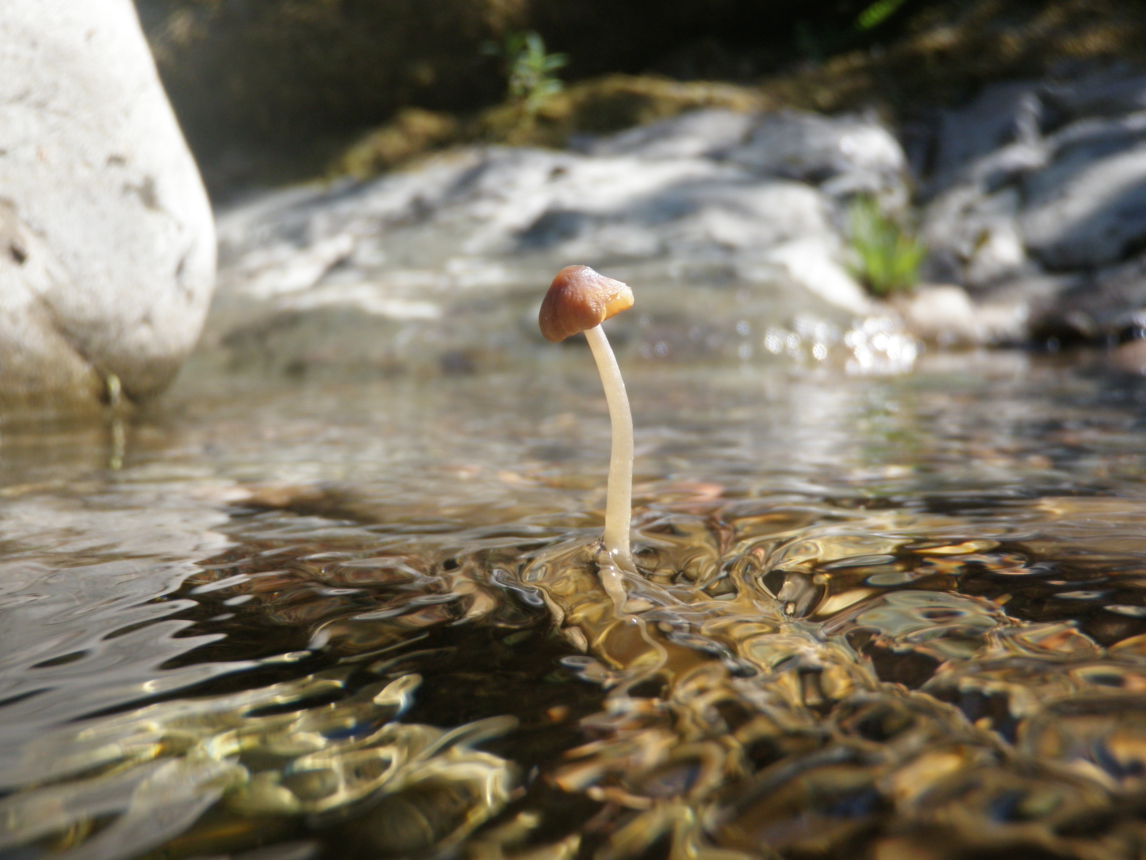 В воде есть грибы