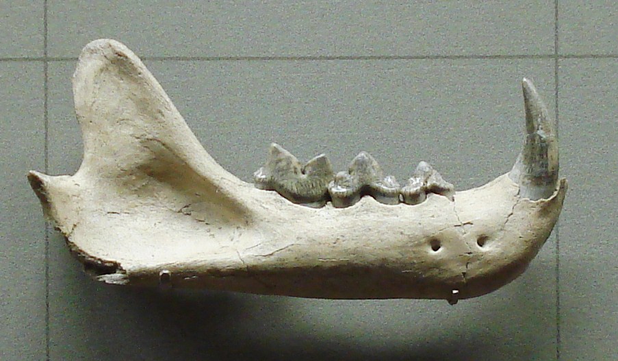 Pseudaelurus quadridentatus