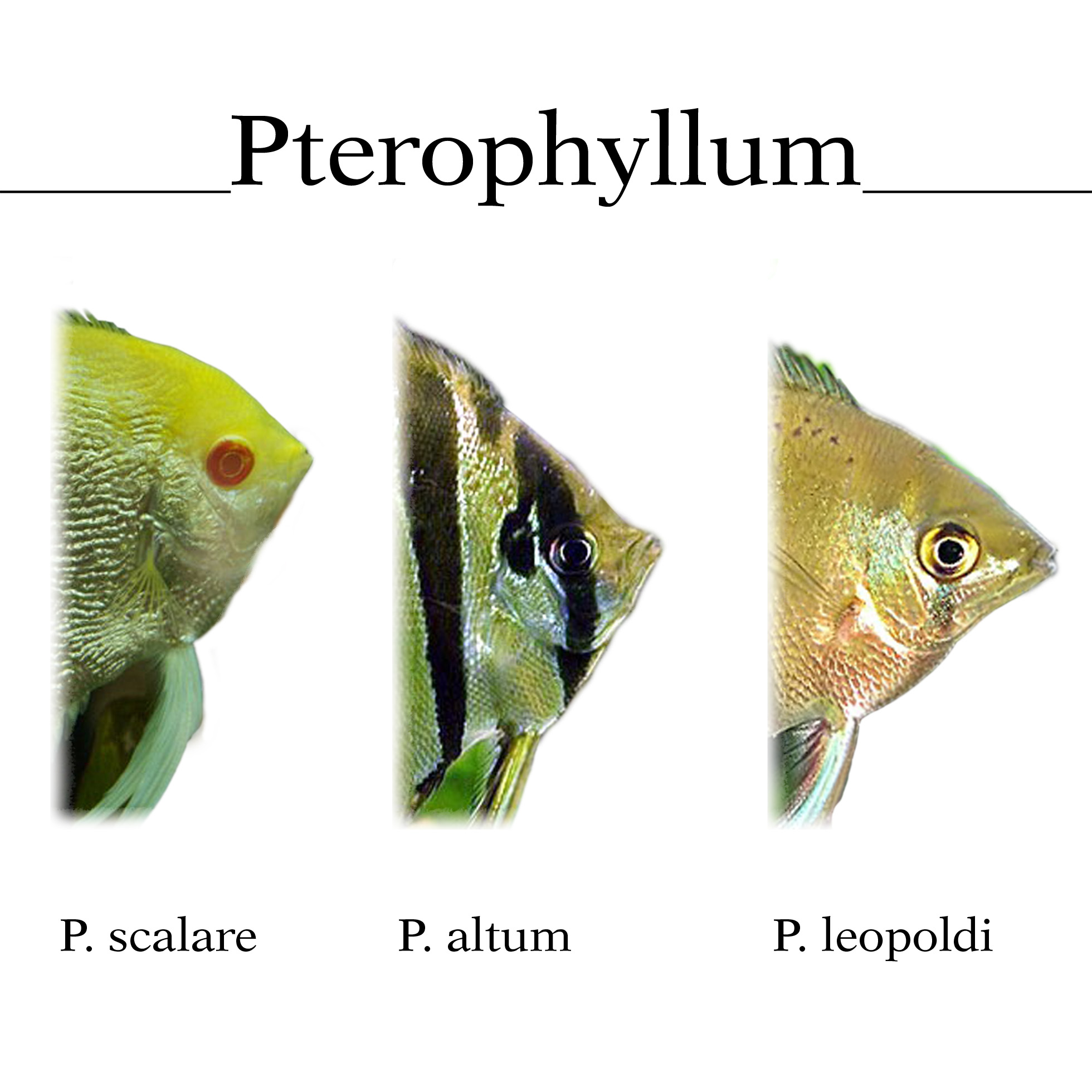 Как отличить самку. Скалярии отличия самца от самки. Скалярии самки и самцы отличие. Скалярии аквариумные рыбки. Скалярии аквариумные самцы и самки.