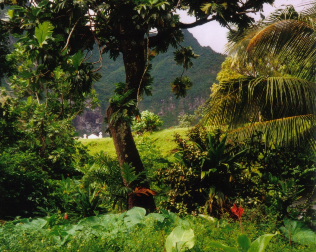 Влажные тропические леса | это... Что такое Влажные тропические леса?