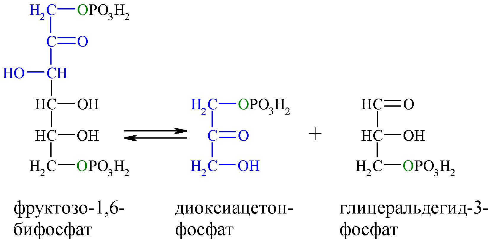 Реакция альдольного расщепления фруктозо-1.6-дифосфата. Расщепление фруктозо 1 6 дифосфат. Фруктозо 1 6 дифосфат формула. Фруктозо 1 6 дифосфат альдолаза.