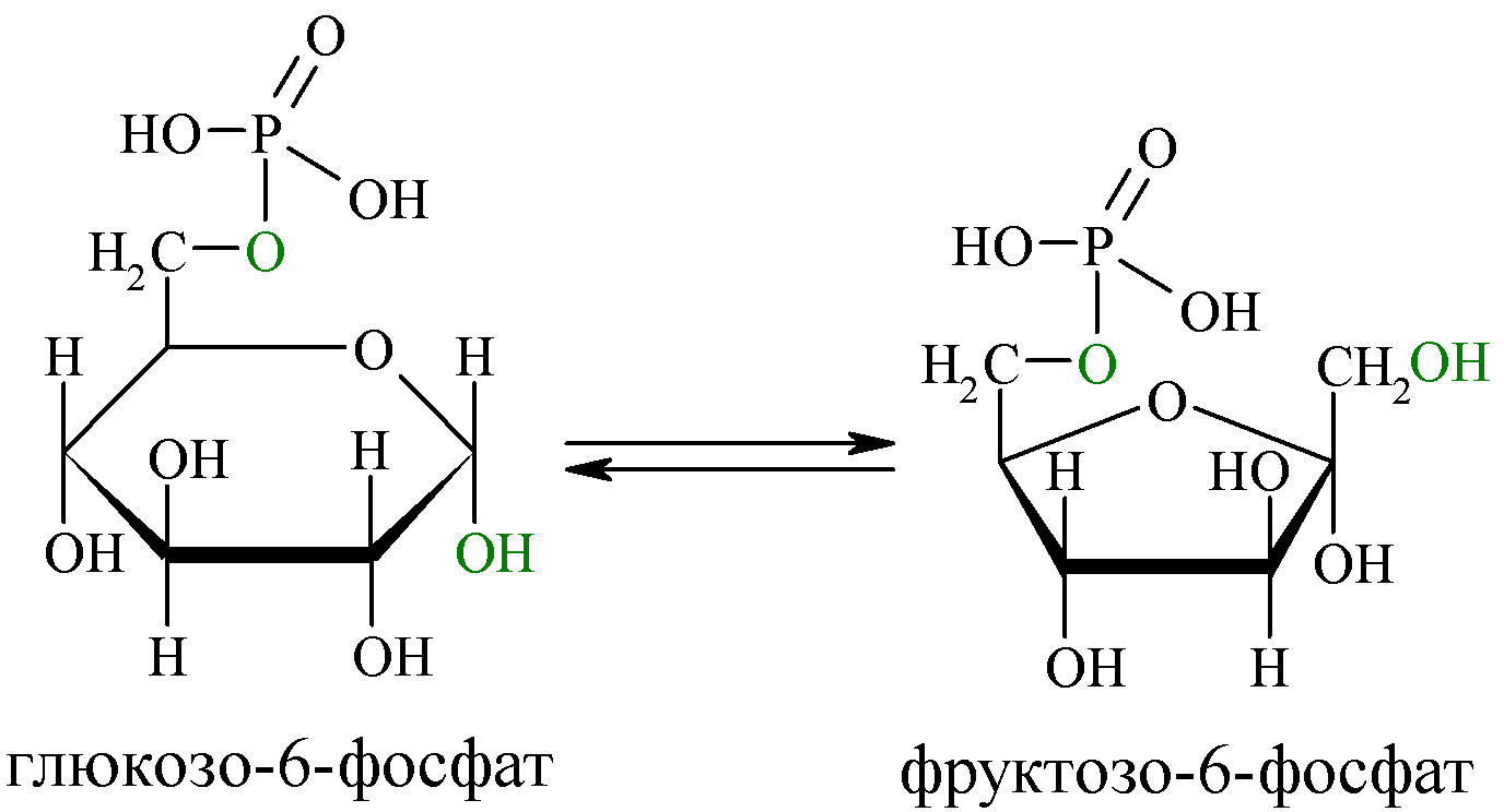 Глюкозо 6 фосфат в фруктозо 6 фосфат. Изомеризация глюкозо-6-фосфата в фруктозо-6-фосфат. Превращение глюкозо 6 фосфата в фруктозо 6 фосфат. Глюкозо 6 фосфат формула. Взаимодействия фруктозы