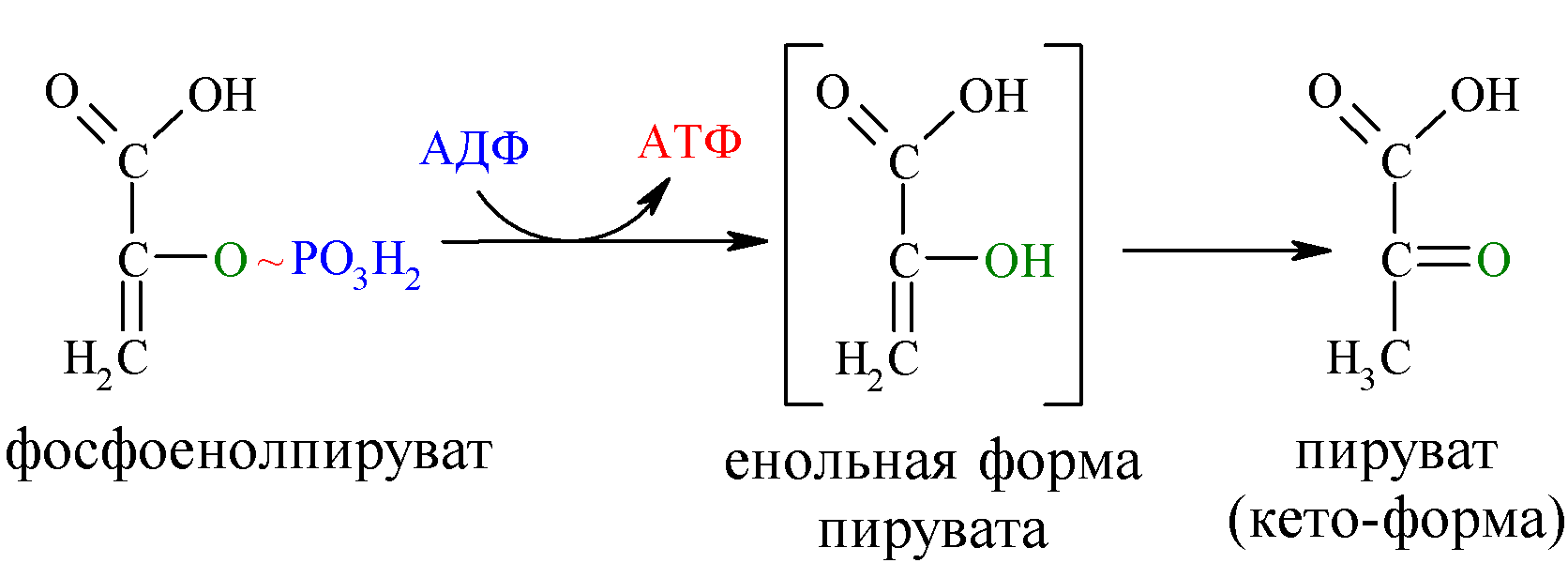 Реакция образования пировиноградной кислоты. 2 Фосфоенолпируват в пируват. Образование фосфоенолпирувата из пирувата реакция. Фосфоенолпирувата (ФЕП) В пируват. Фосфоенолпируват  пировиноградная кислота..