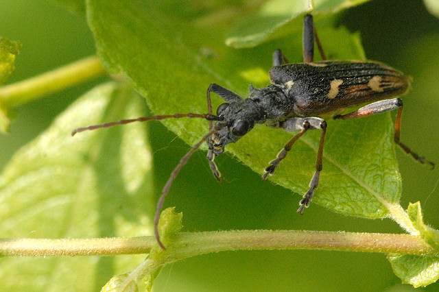 Rhagium (Rhagium) bifasciatum