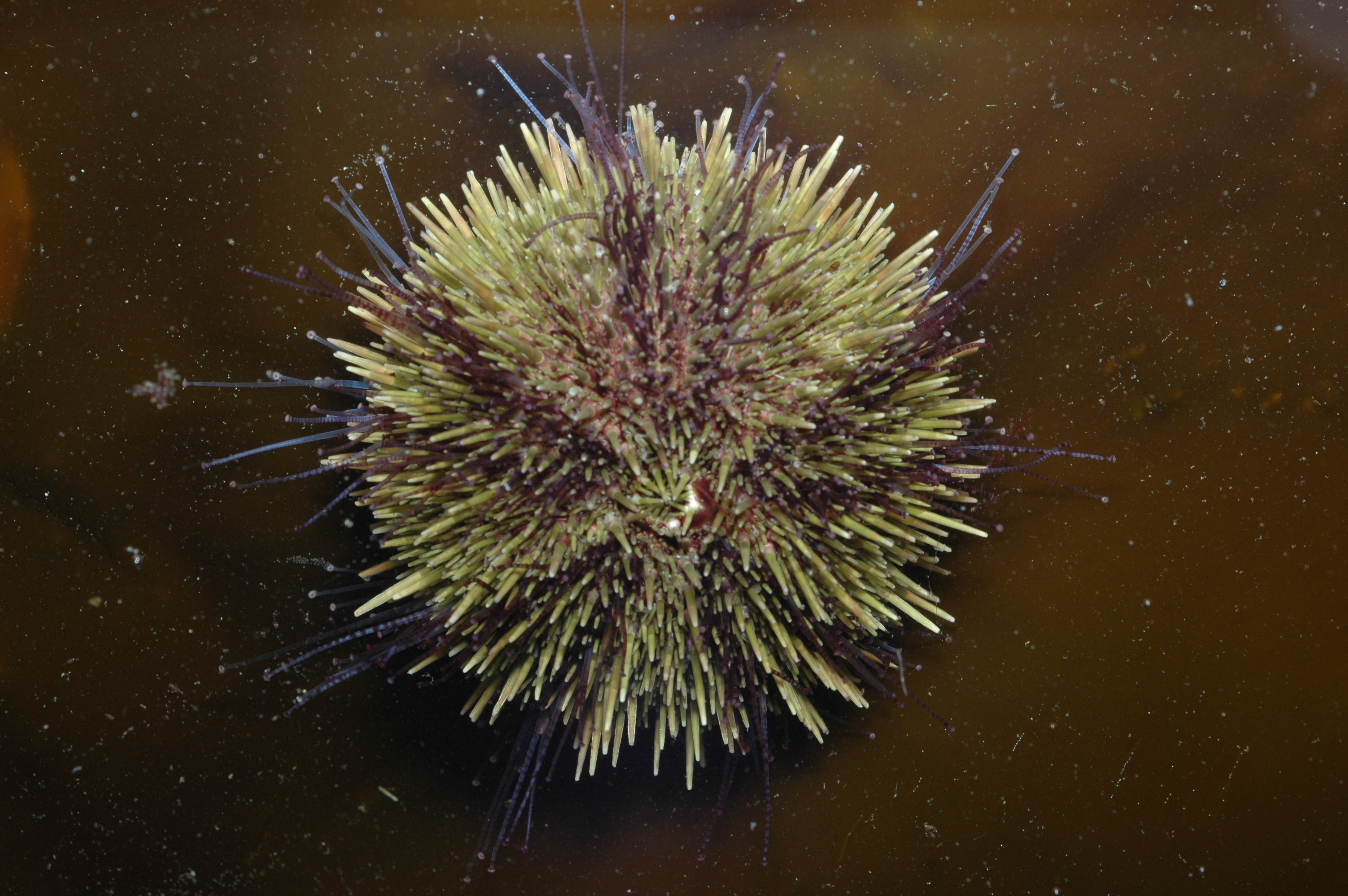 Морской еж Strongylocentrotus