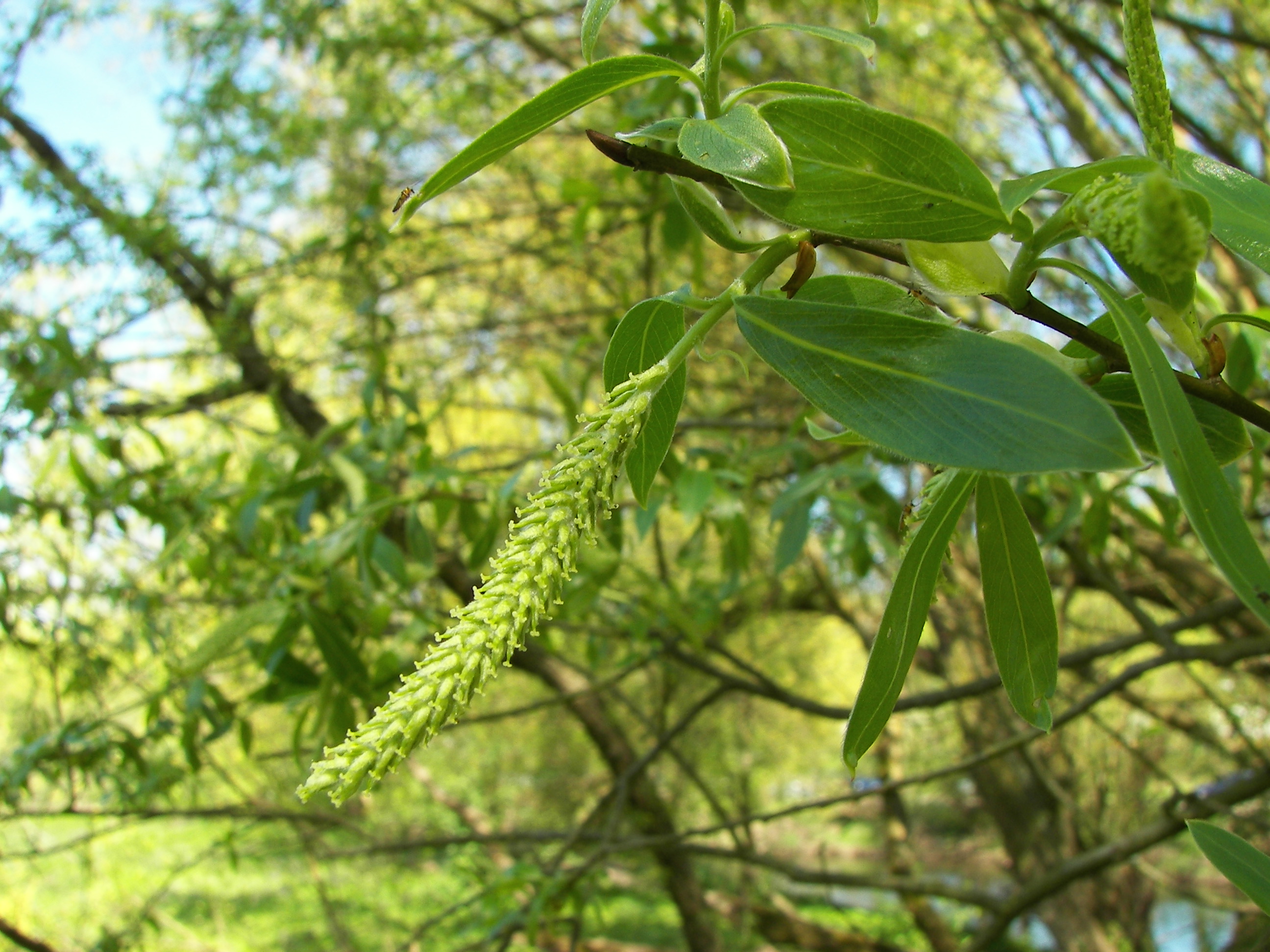 Что является частью мужского растения ивы. Ива белая (Salix Alba). Ива белотал. Ива белая Salix Alba tristis. Ива белая Salix Alba плоды.