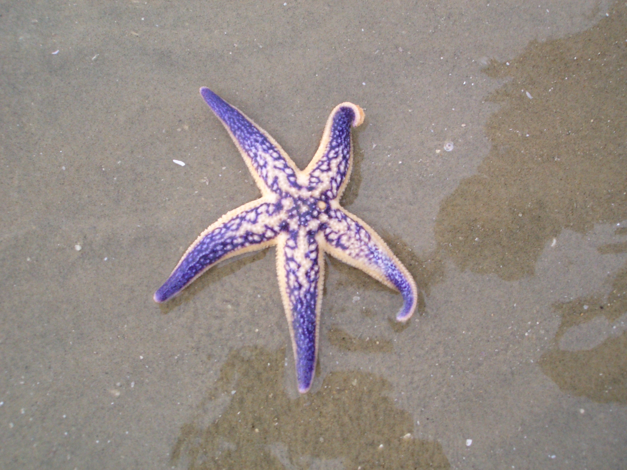 Фото Морской Звезды В Море