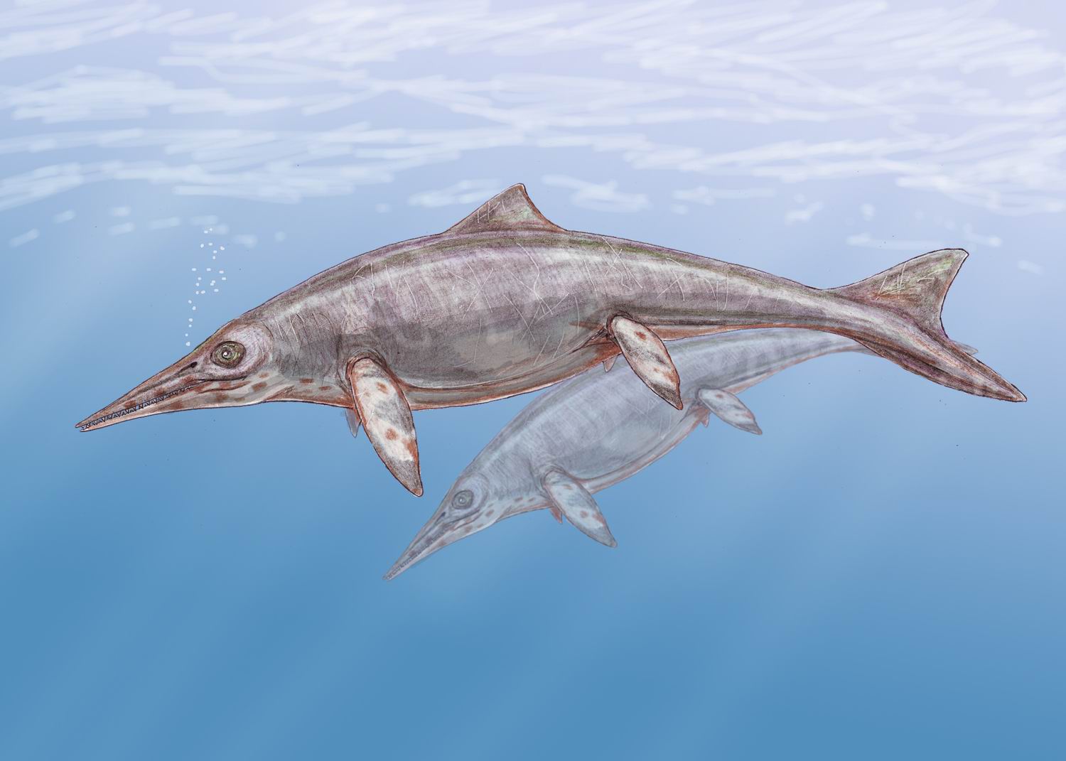 Акула ихтиозавр