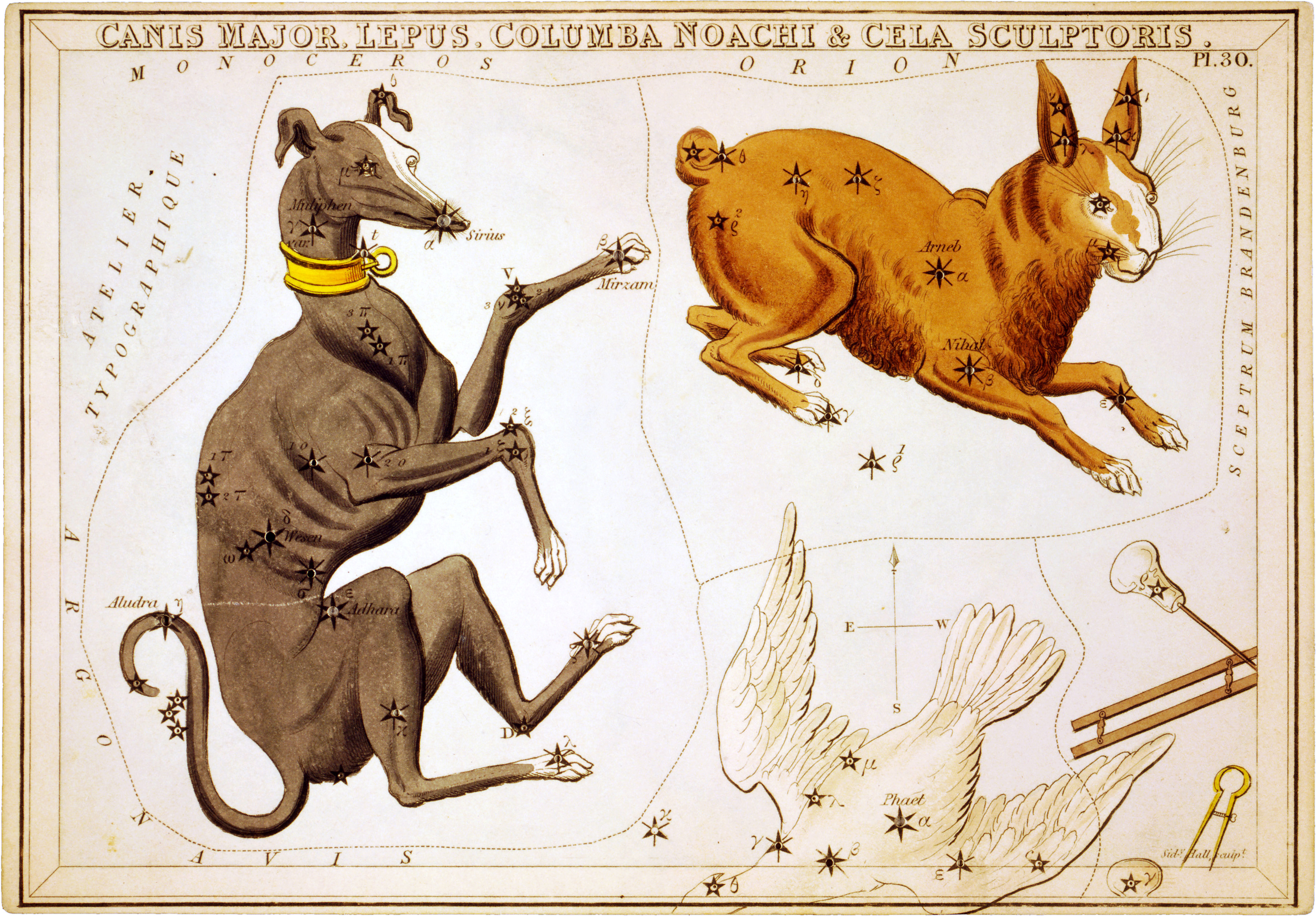 Созвездие голубь. Canis Major Созвездие. Созвездия большой пёс и малый пёс. Созвездие собаки Сириус. Созвездие большого пса.