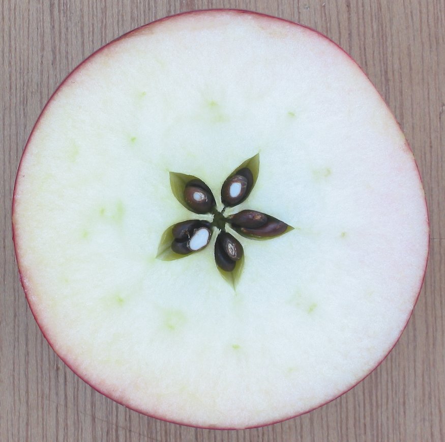 что такое плод яблоко