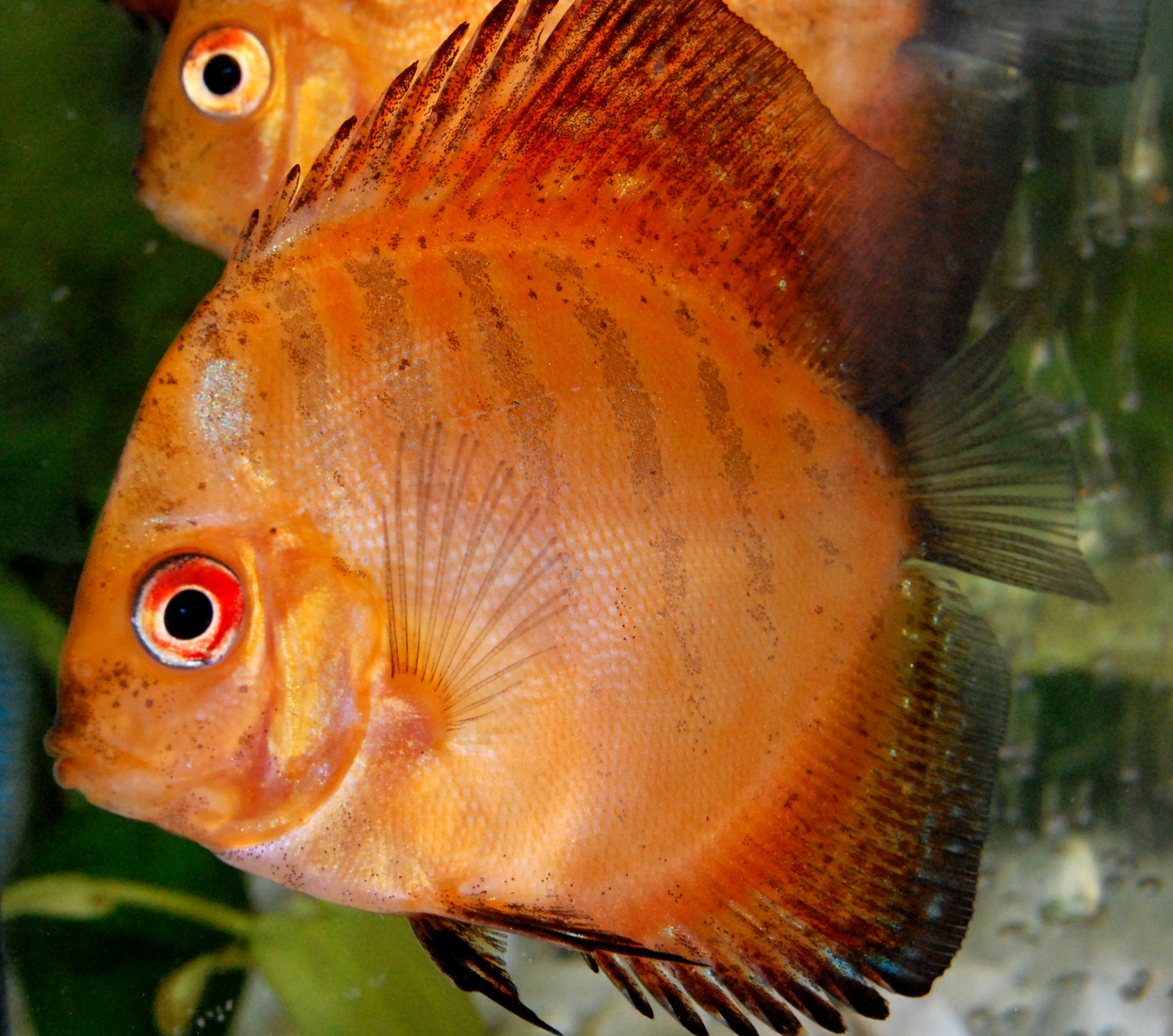 Symphysodon aequifasciatus