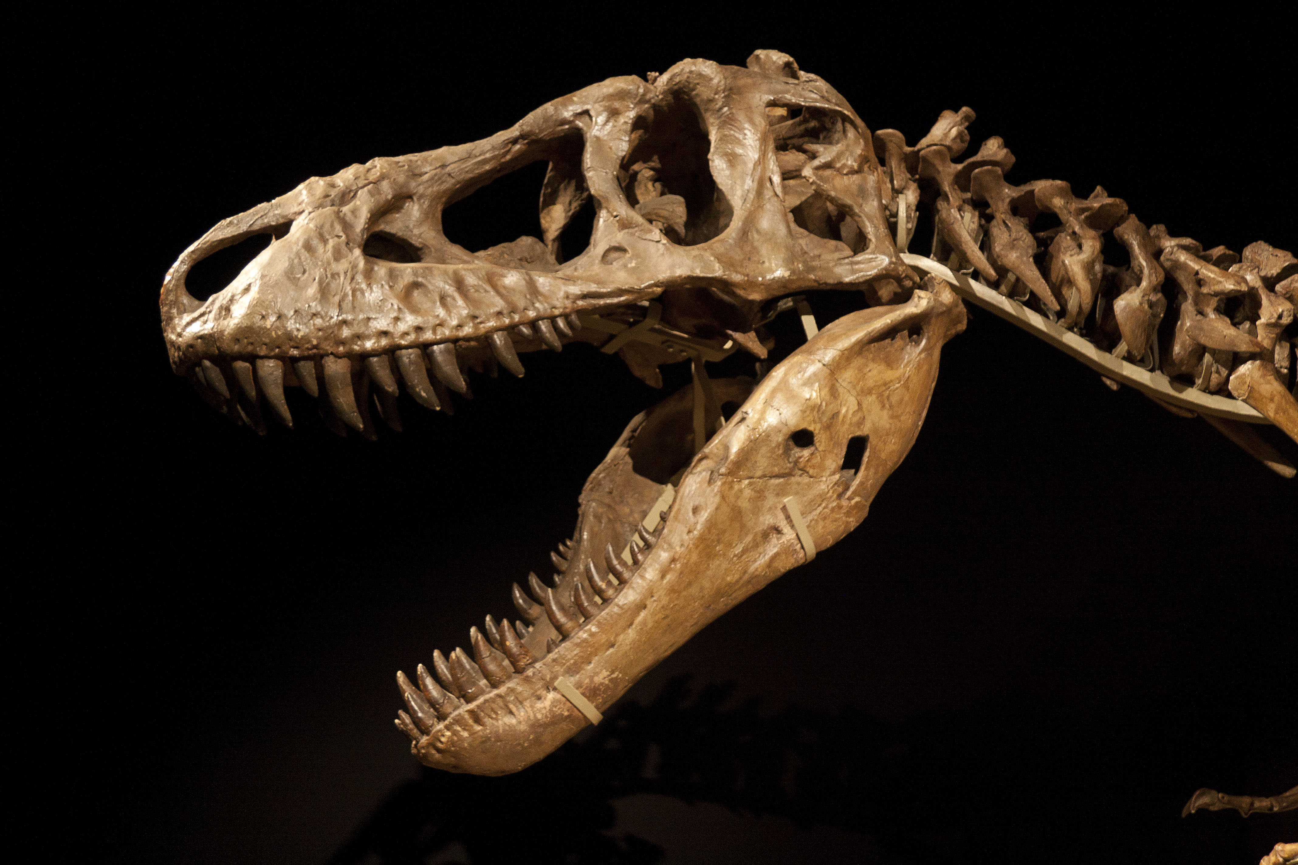 Черепая. Скелет тираннозавра и тарбозавра. Череп тарбозавра. Череп тарбозавра и тираннозавра. Тарбозавр динозавр скелет.