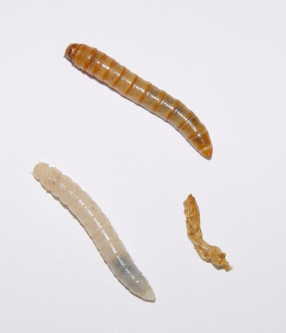 Черви ползают. Мучной хрущак личинка. Tenebrio Molitor личинка. Малый мучной хрущак личинка. Большой мучной хрущак червь.