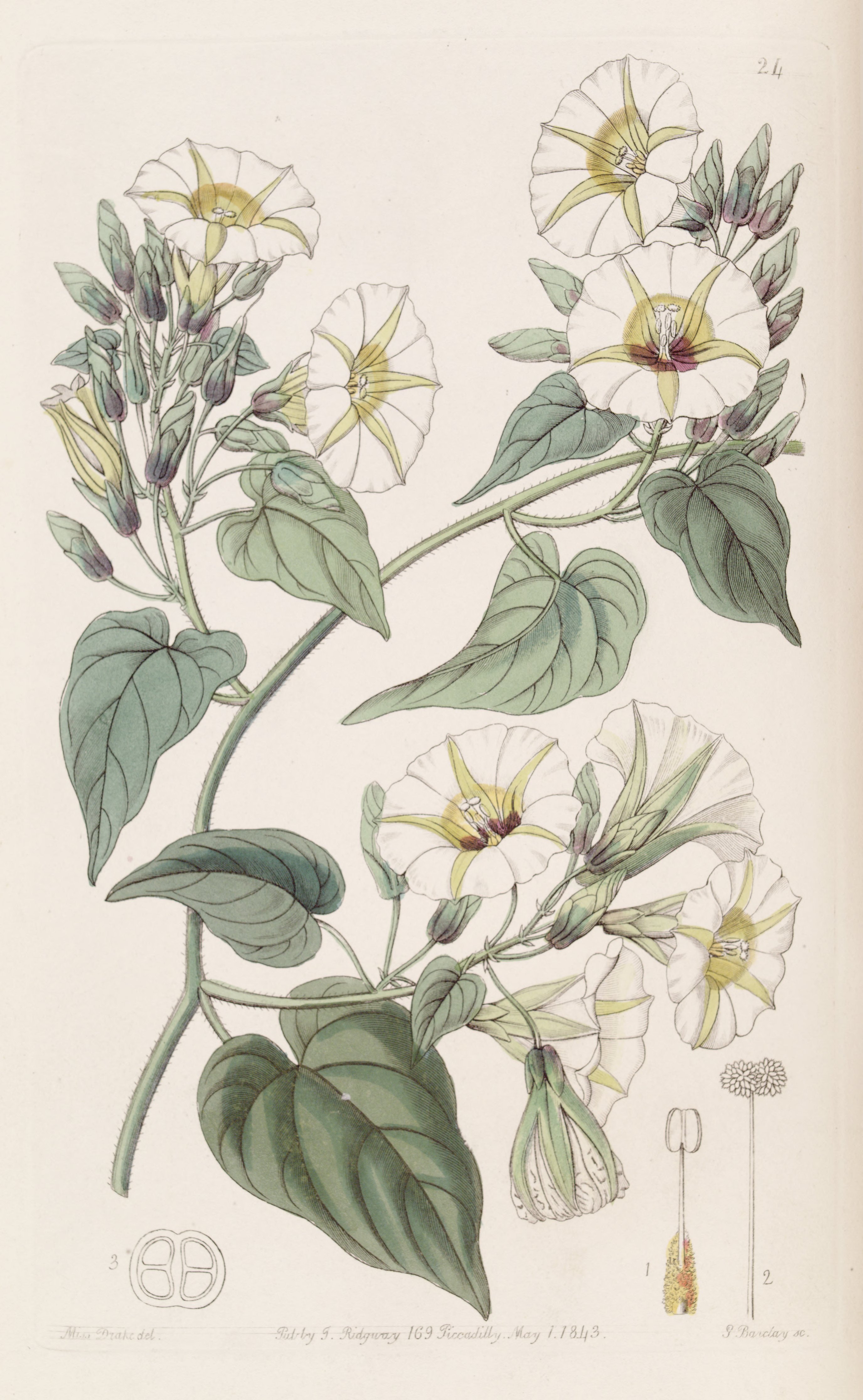 Ботанические иллюстрации Edwards Botanical