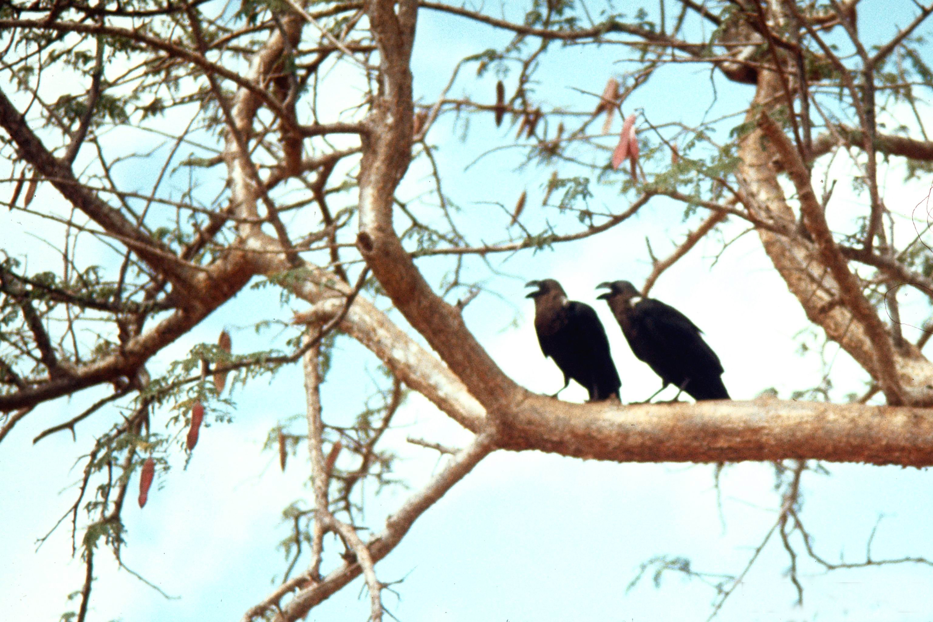 Белощёкий ворон вороны. Corvus albicollis. Ворона на макушке дерева. Ворон самка.