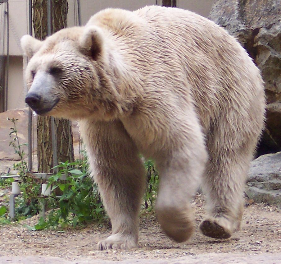 Реферат: Гималайский медведь