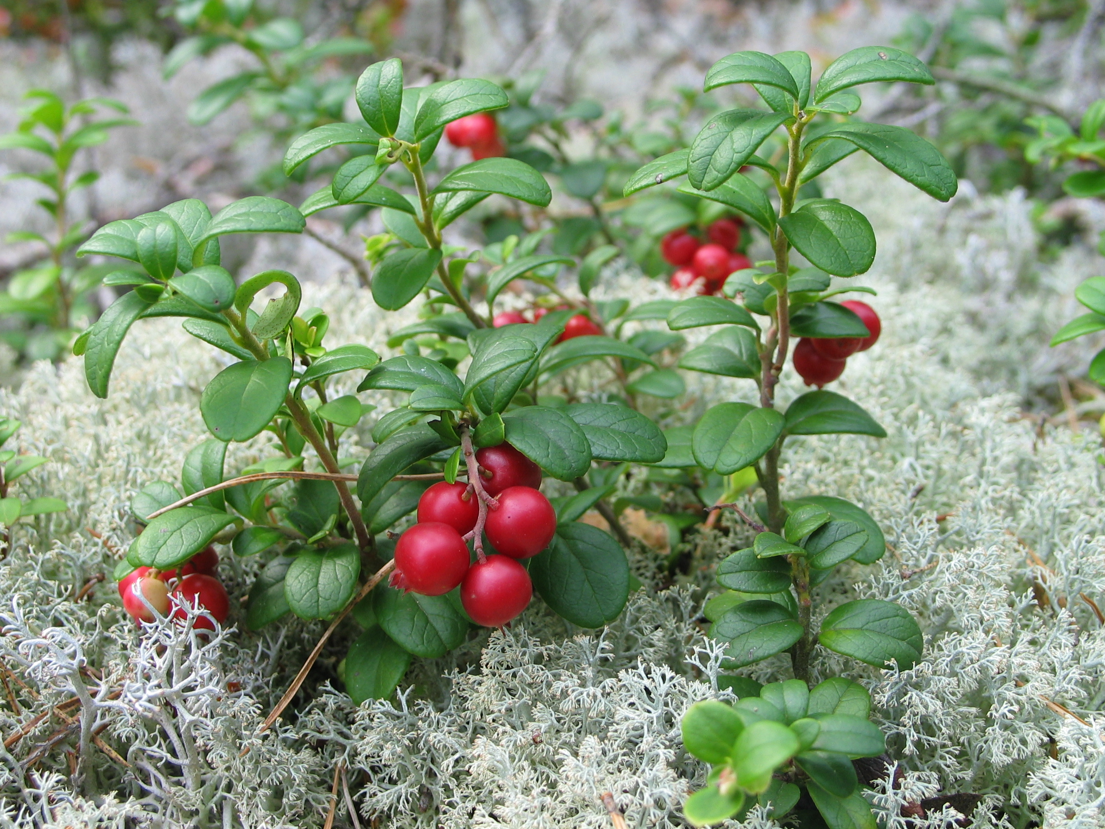 Какие ягоды растут в саду. Кустарнички брусника. Брусника обыкновенная (Vaccinium Vitis-idaea). Брусника обыкновенная кустарничек. Клюква кустарничек.