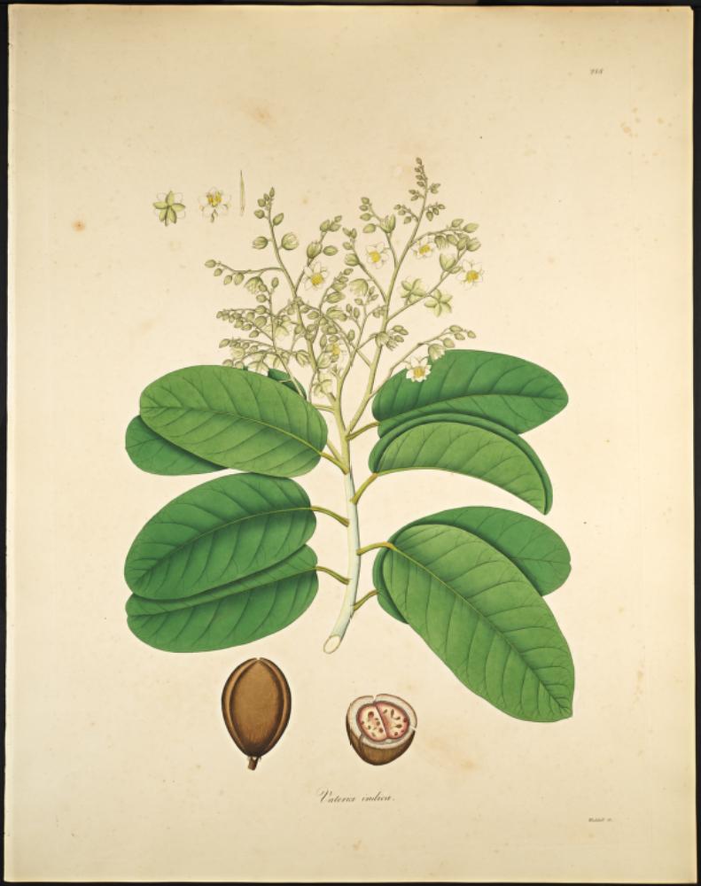 Белый Даммар (Vateria Indica)