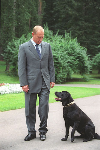 Лабрадор Путина Фото